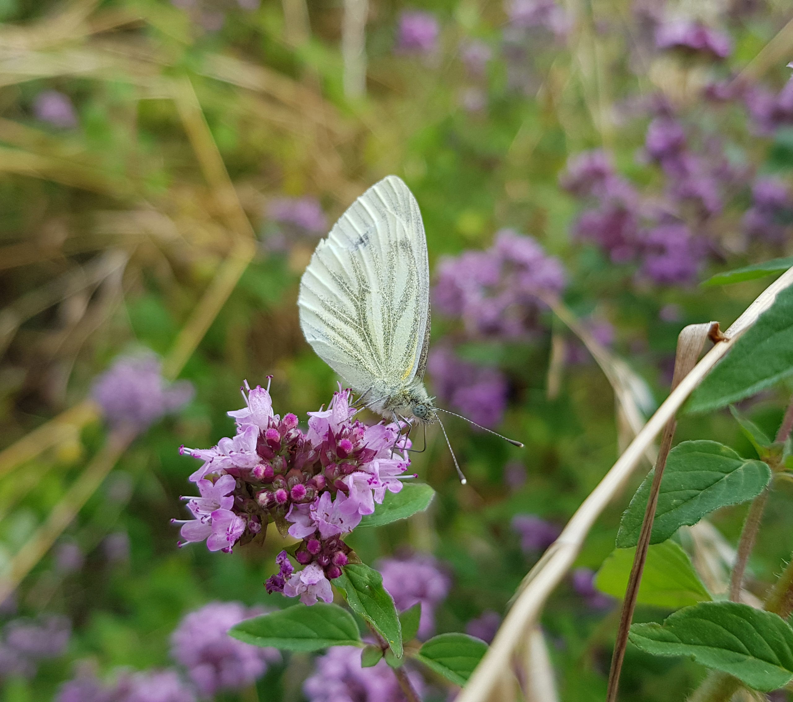 Grønåret kålsommerfugl på merian. Læg mærke til dens lange snabel. (Foto: Natur360)