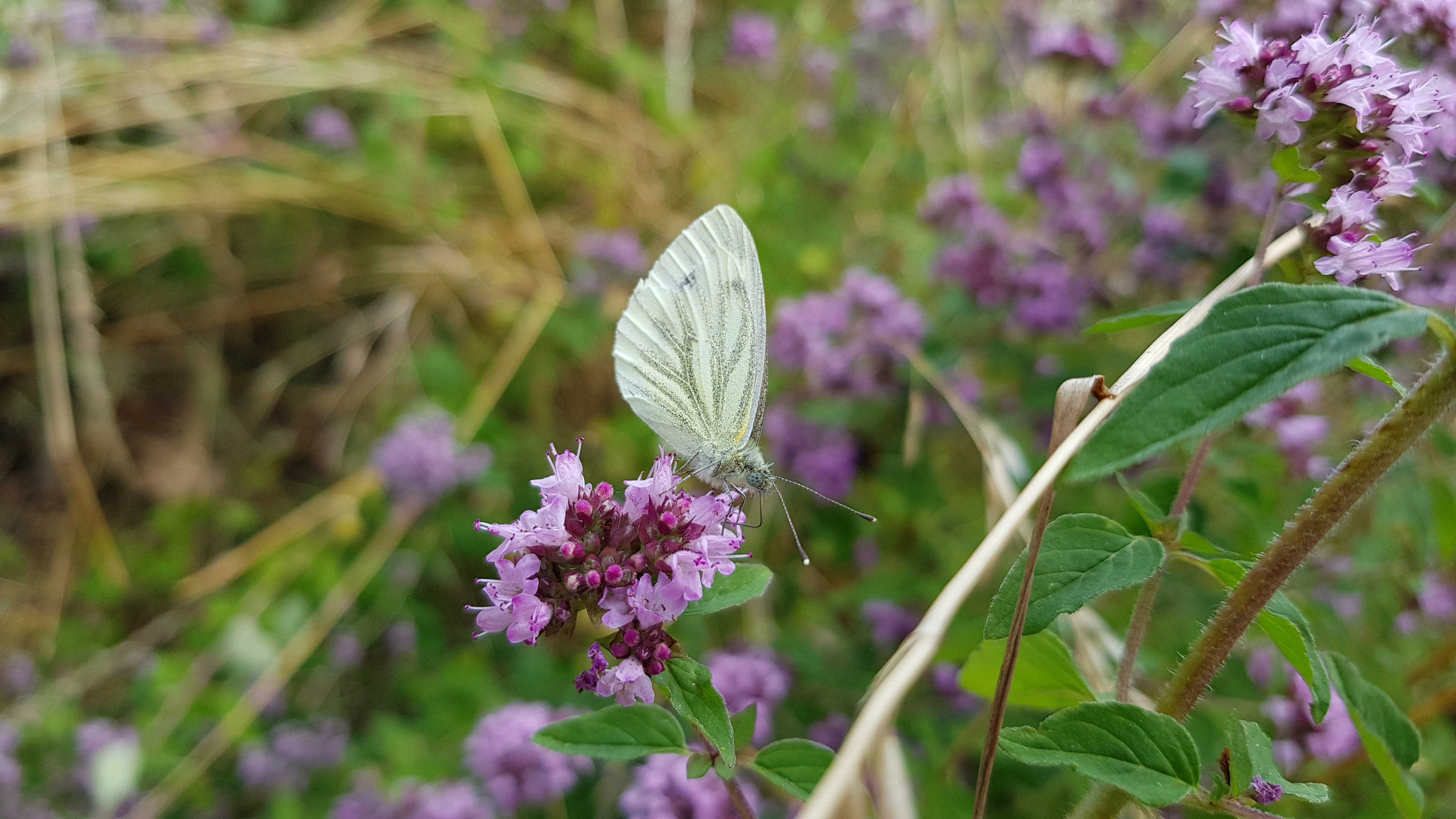 Grønåret kålsommerfugl på merian. Læg mærke til dens lange snabel. (Foto: Natur360)