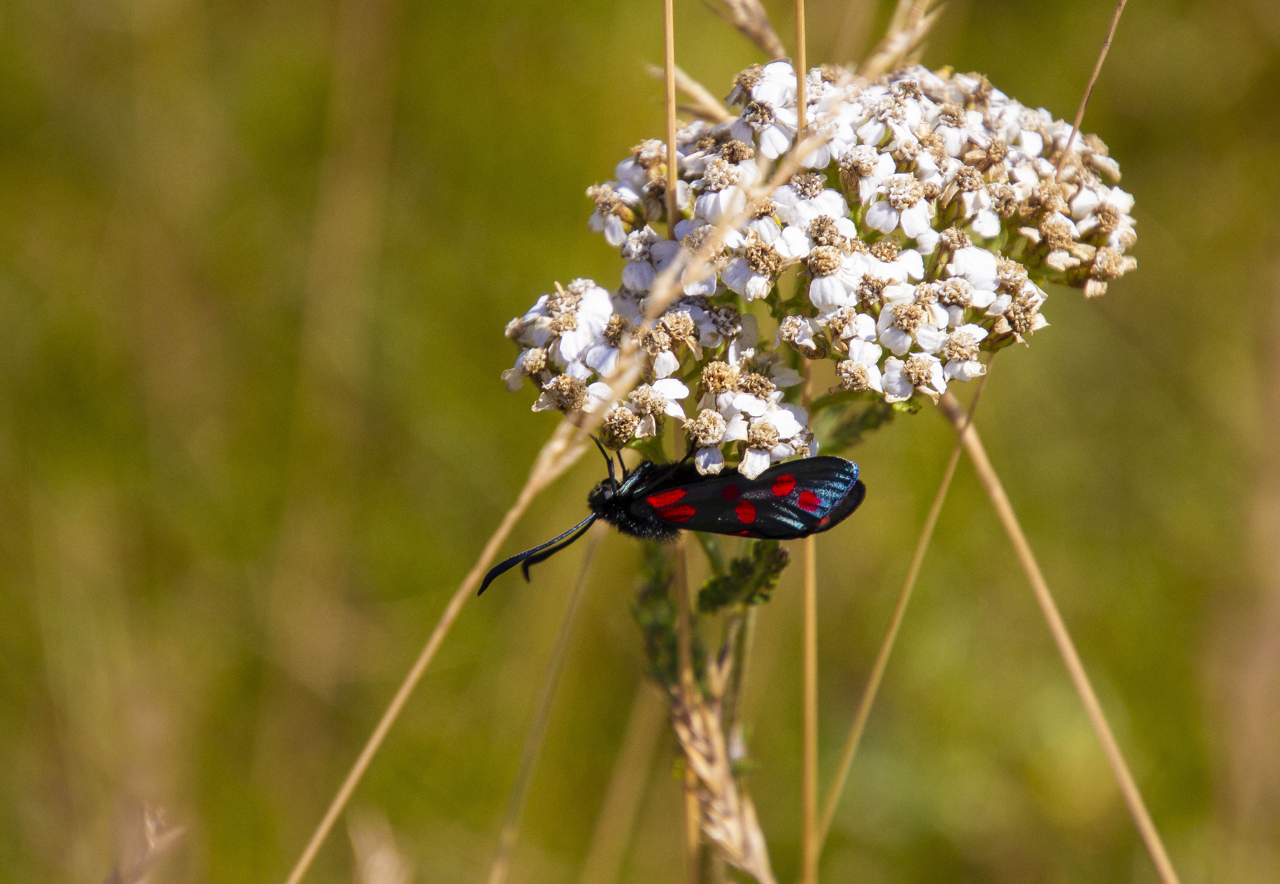 Seksplettet køllesværmer på Røllike ved Vibyvejen.