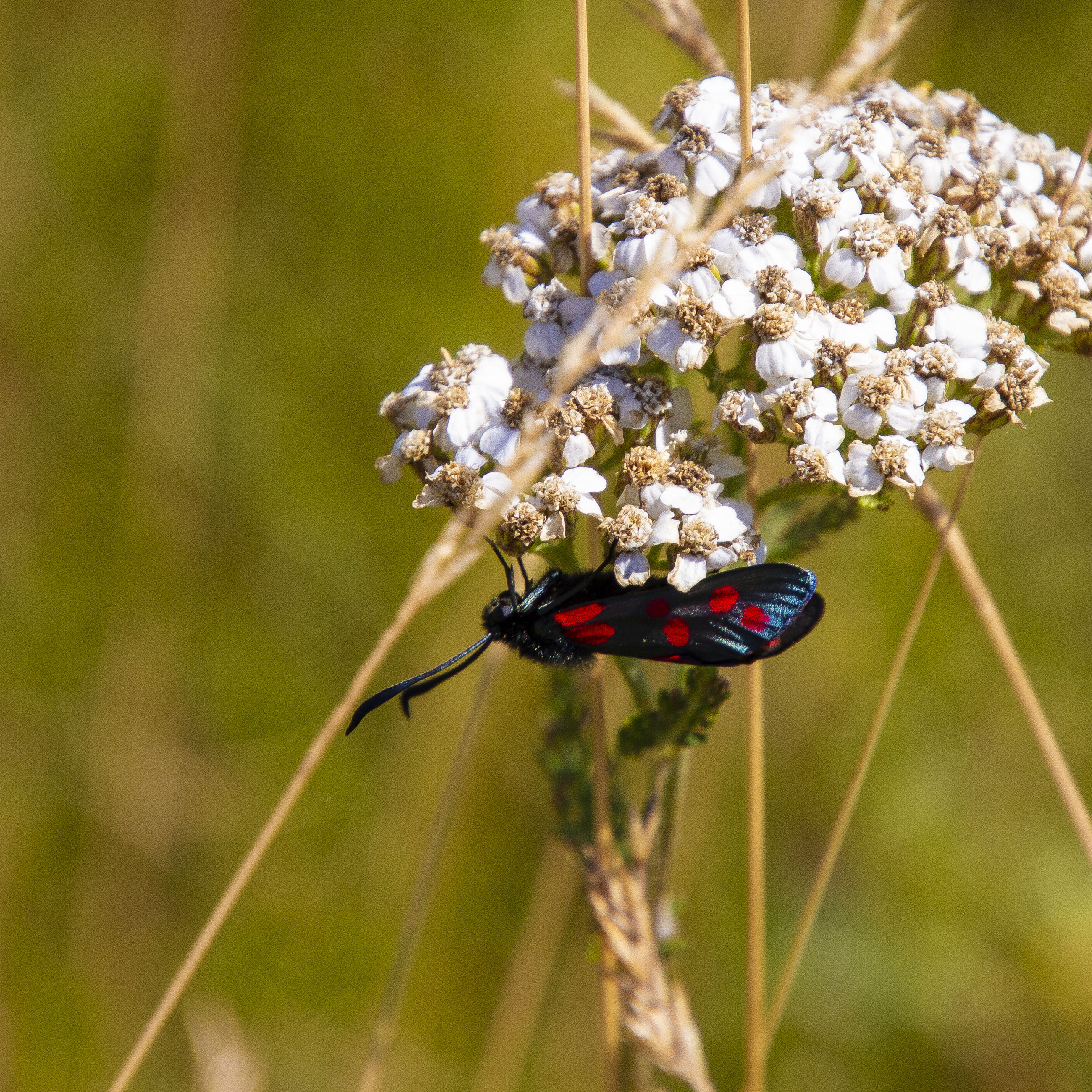 Seksplettet køllesværmer på Røllike ved Vibyvejen.