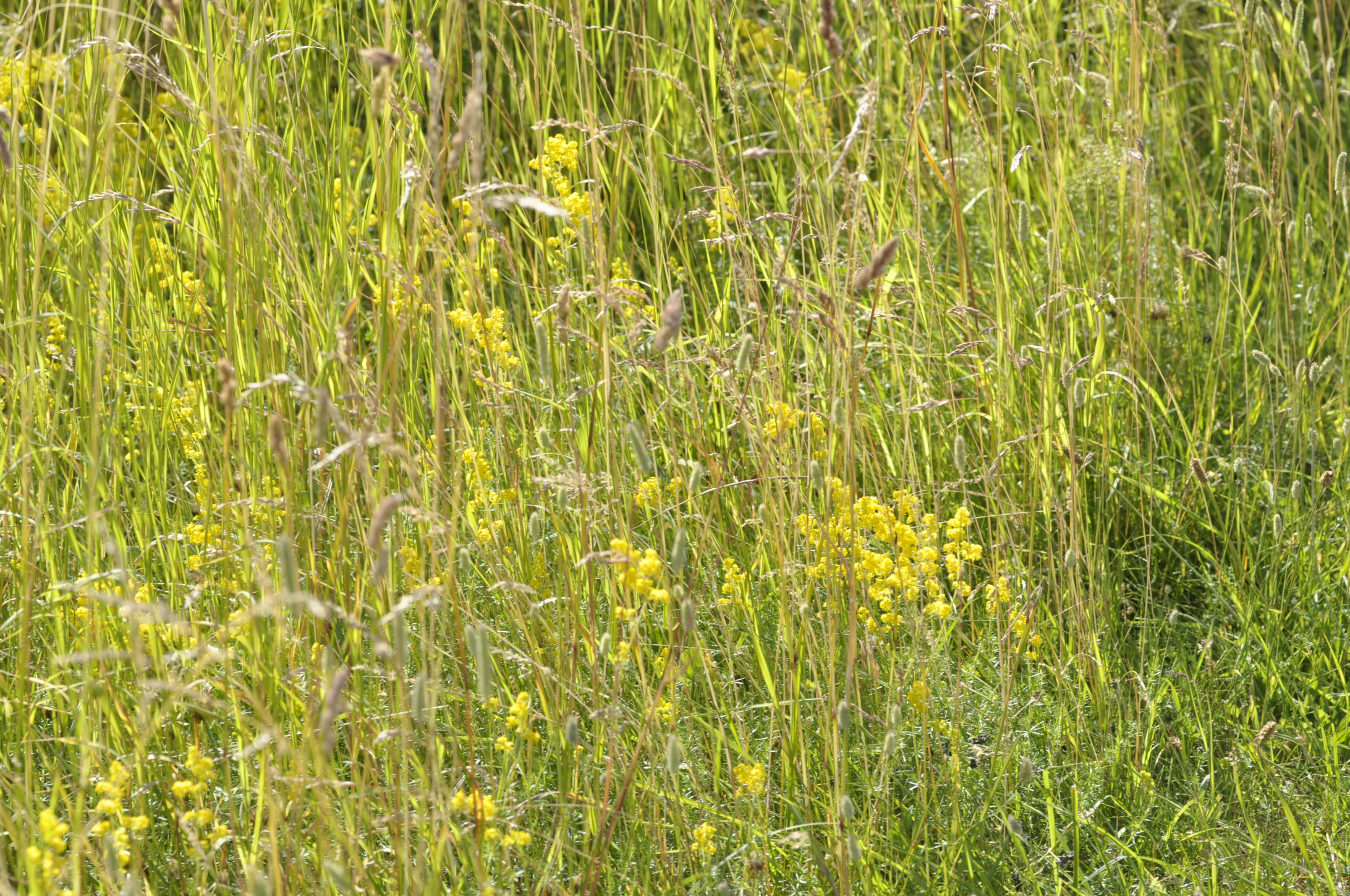 Gul snerre. Foto: Rikke Milbak