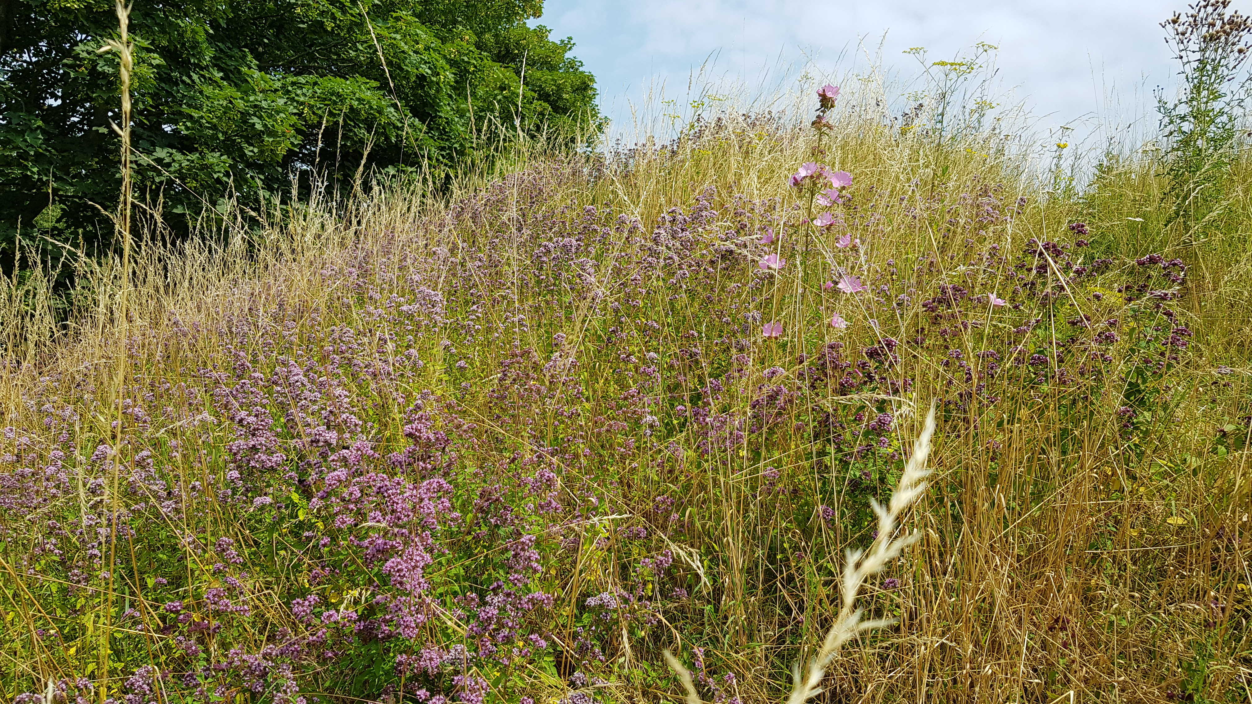 Flor af merian på en tør bakke i Kildemosen.