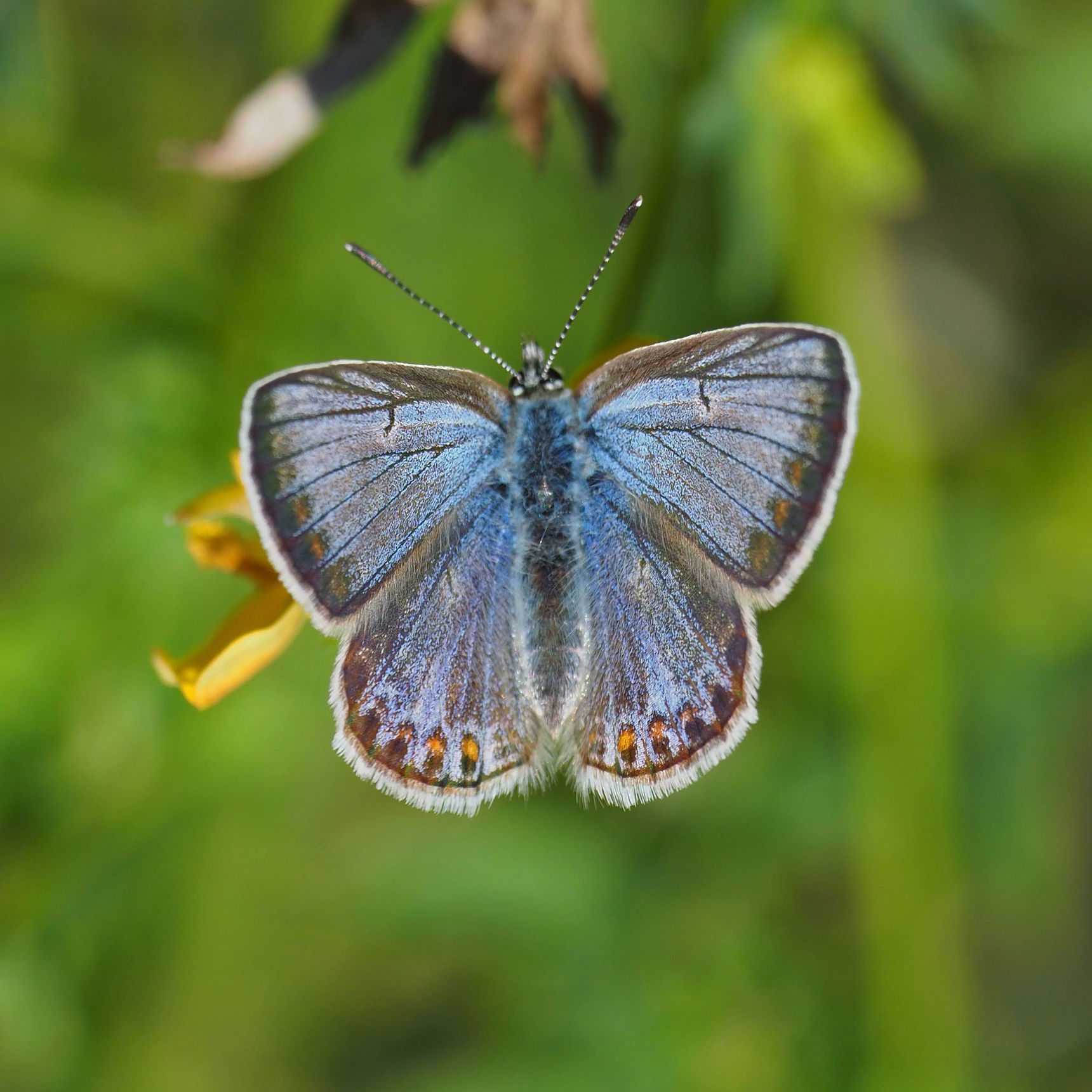 Almindelig blåfugl.