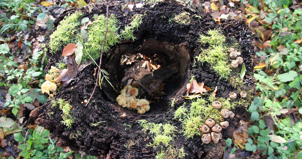 Dødt ved i stævningsskov skaber levesteder for forskellige svampe