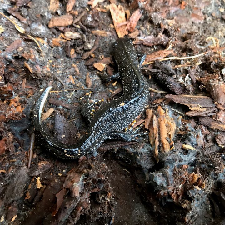 Stor vandsalamander.