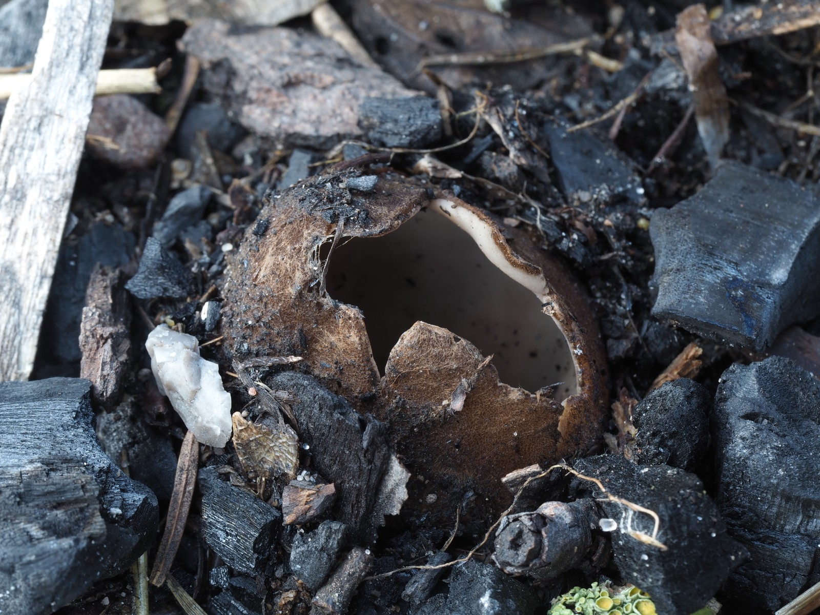 Høst-jordbæger mellem bålrester, Helligkorsparken.