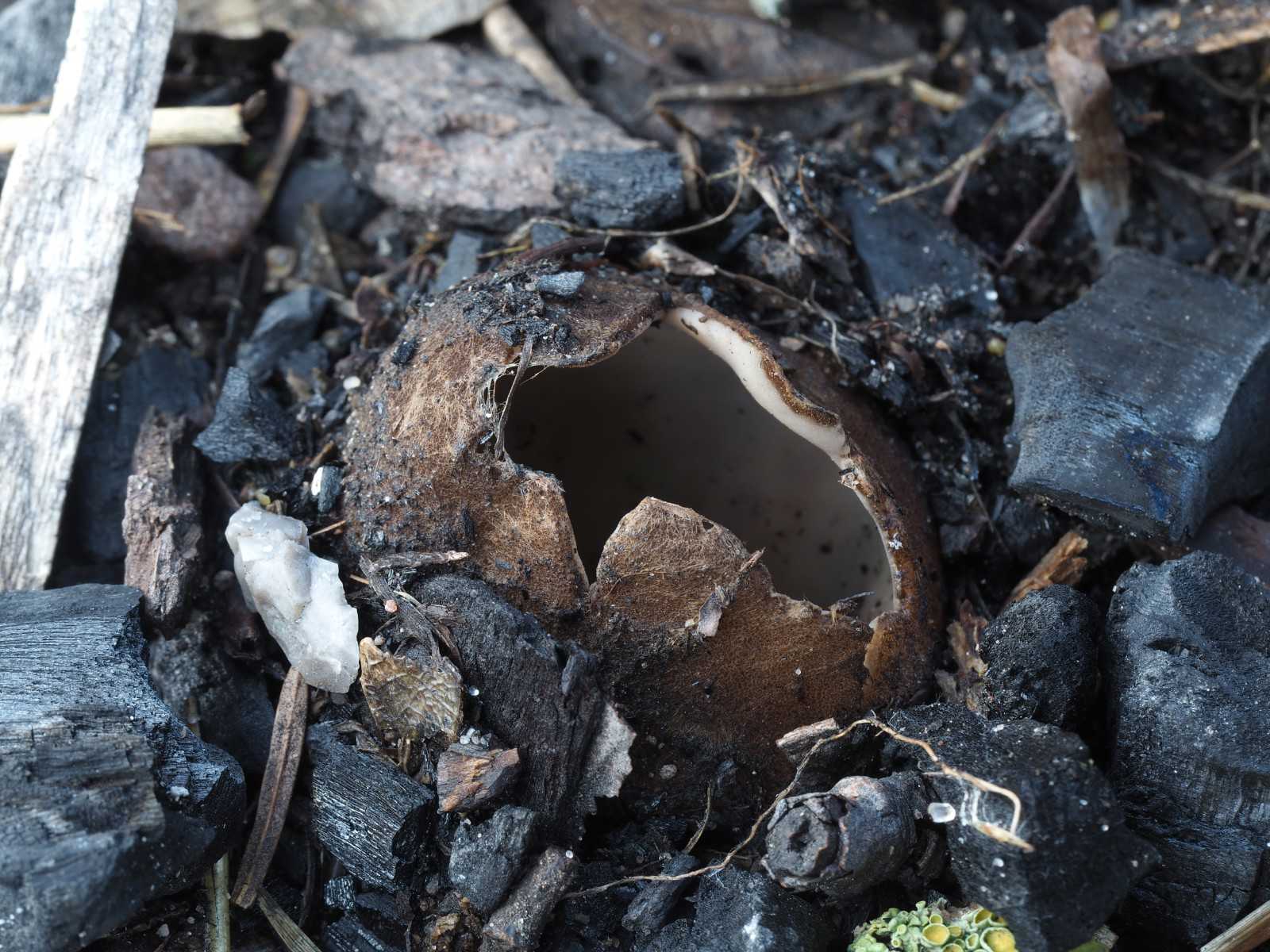 Høst-jordbæger mellem bålrester, Helligkorsparken.