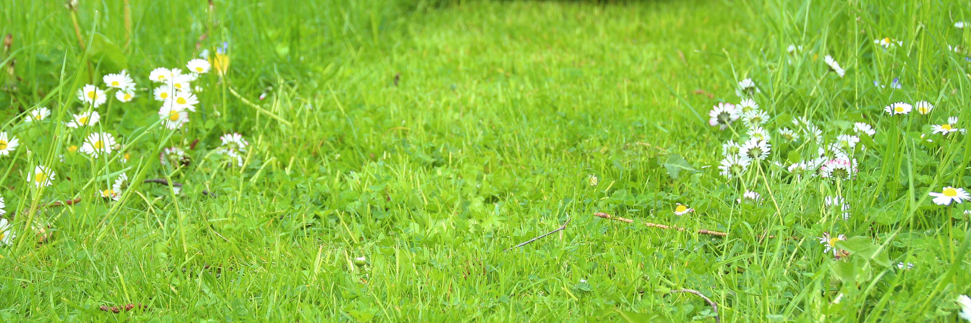 Græsplæne der bliver slået med græsslåmaskine.