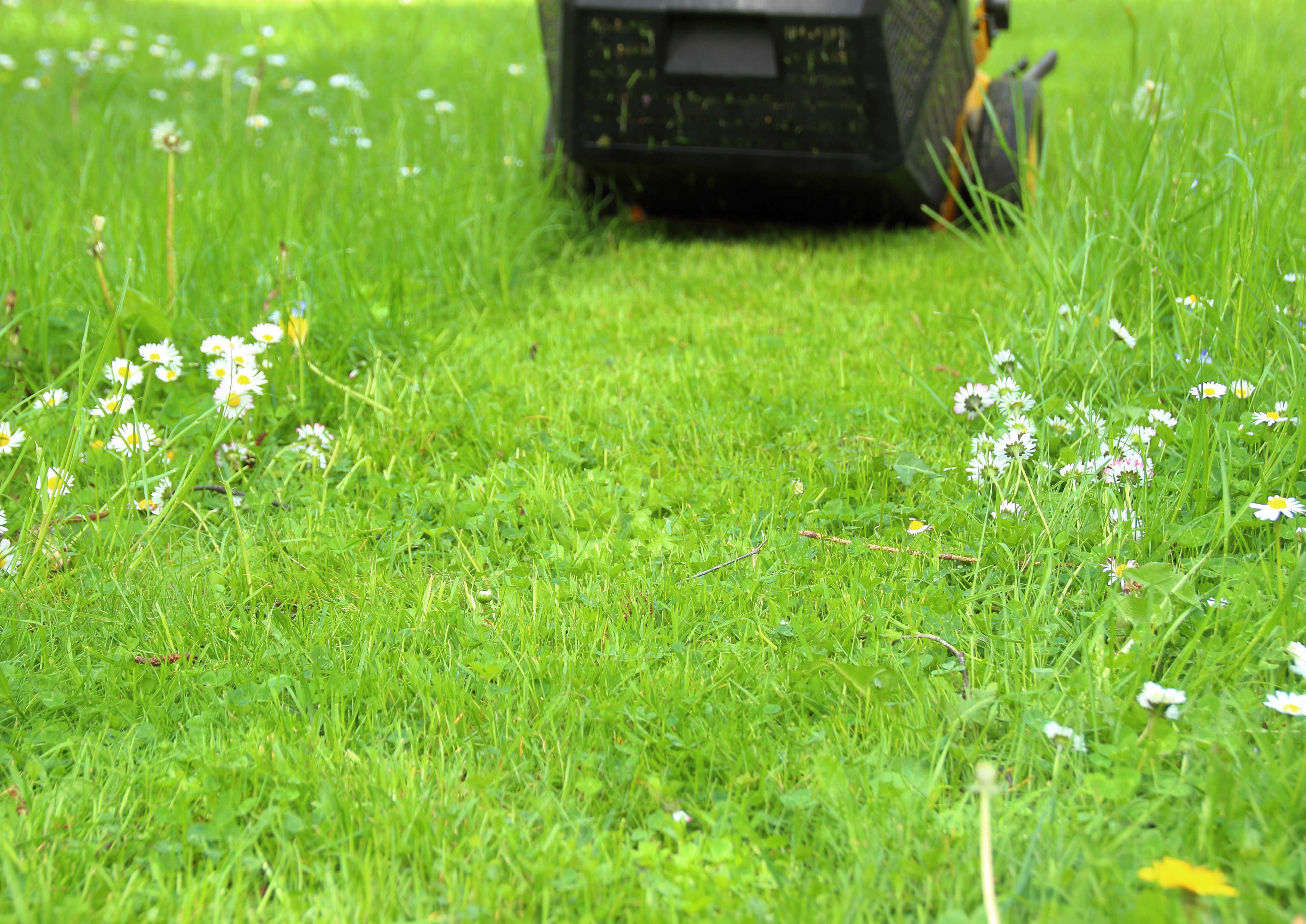 Græsplæne der bliver slået med græsslåmaskine.