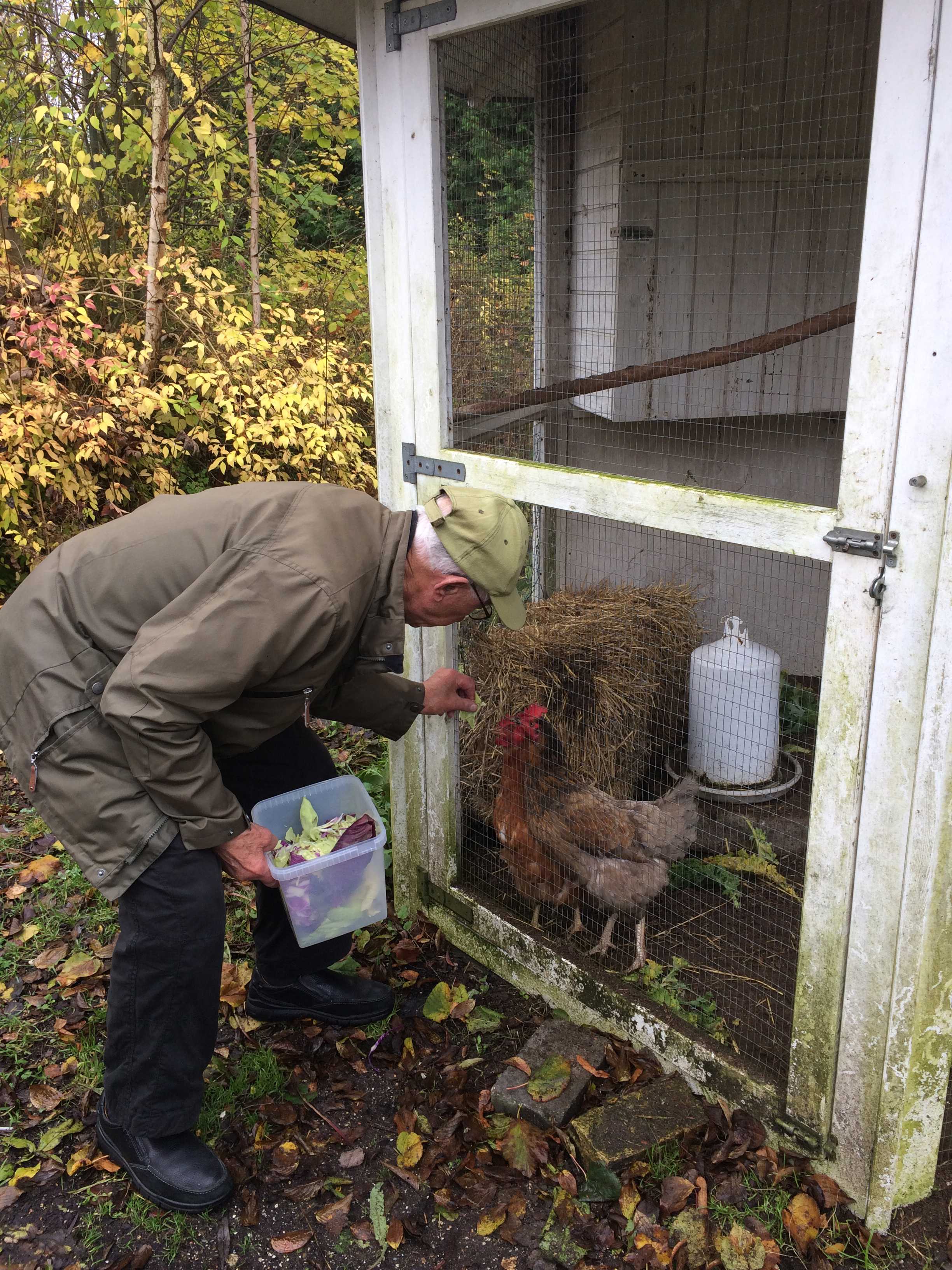 Ældre mand fodrer hønsene i Sankt Hans Have