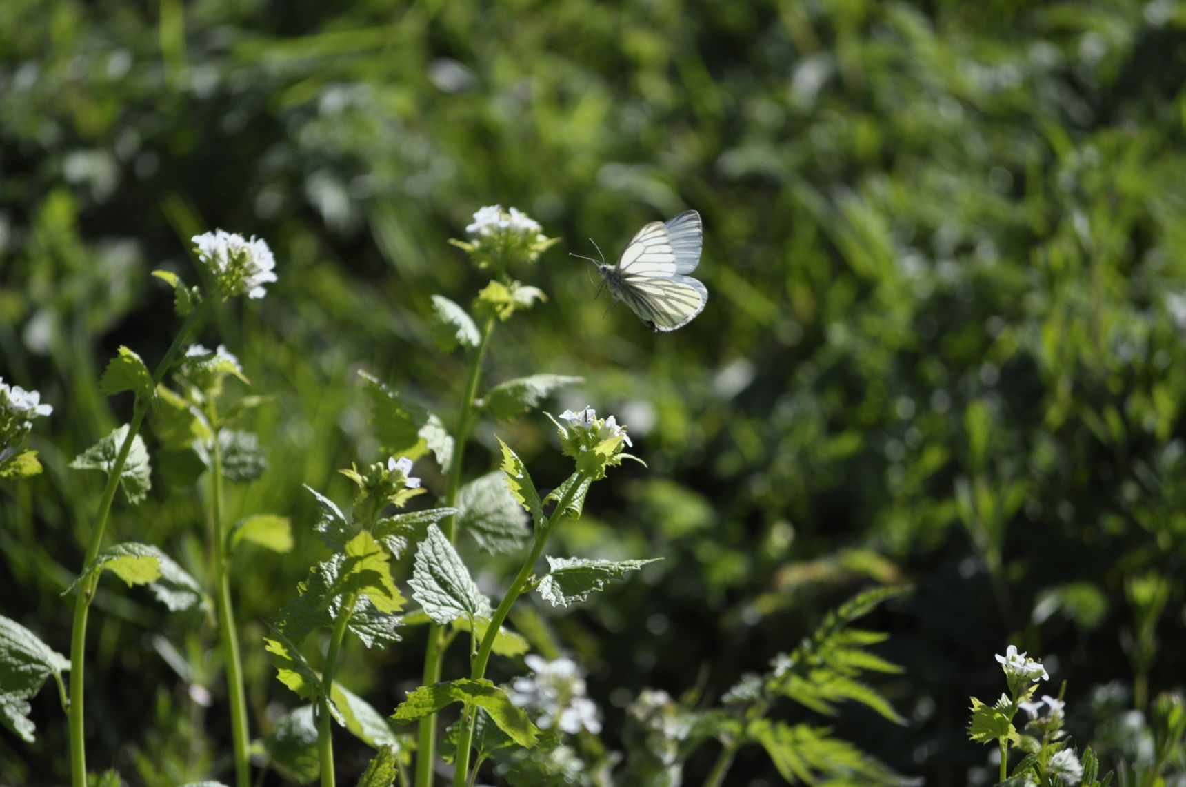 Grønåret kålsommerfugl i Helligkorsparken.