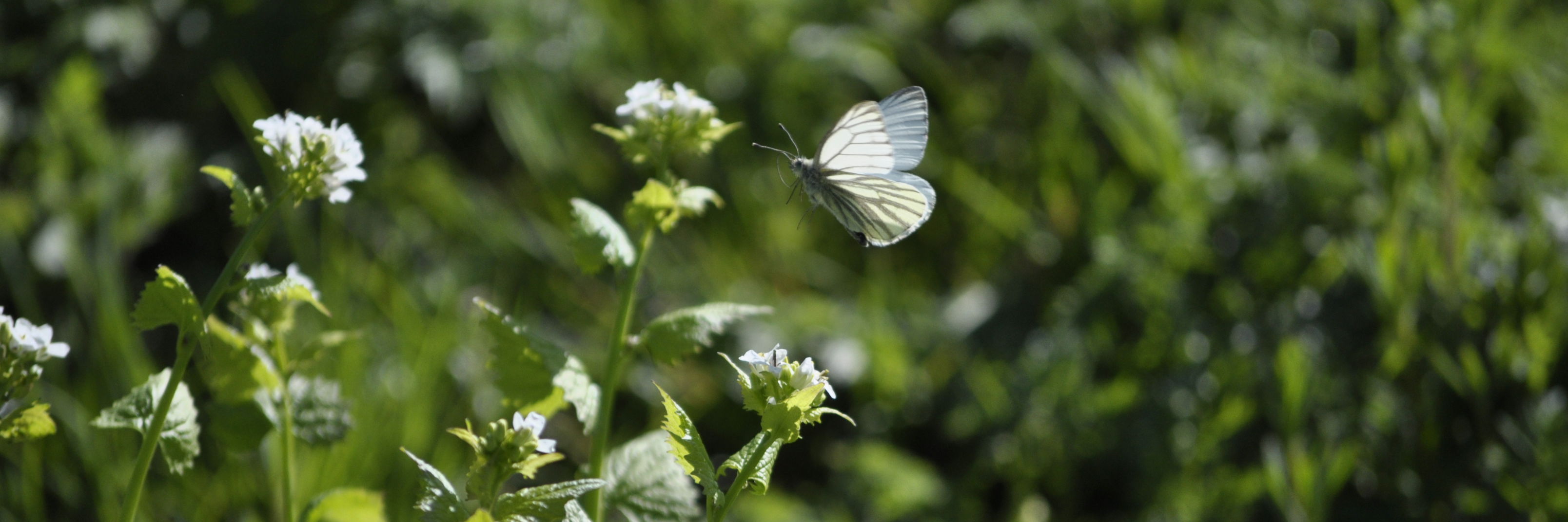 Grønåret kålsommerfugl i Helligkorsparken.