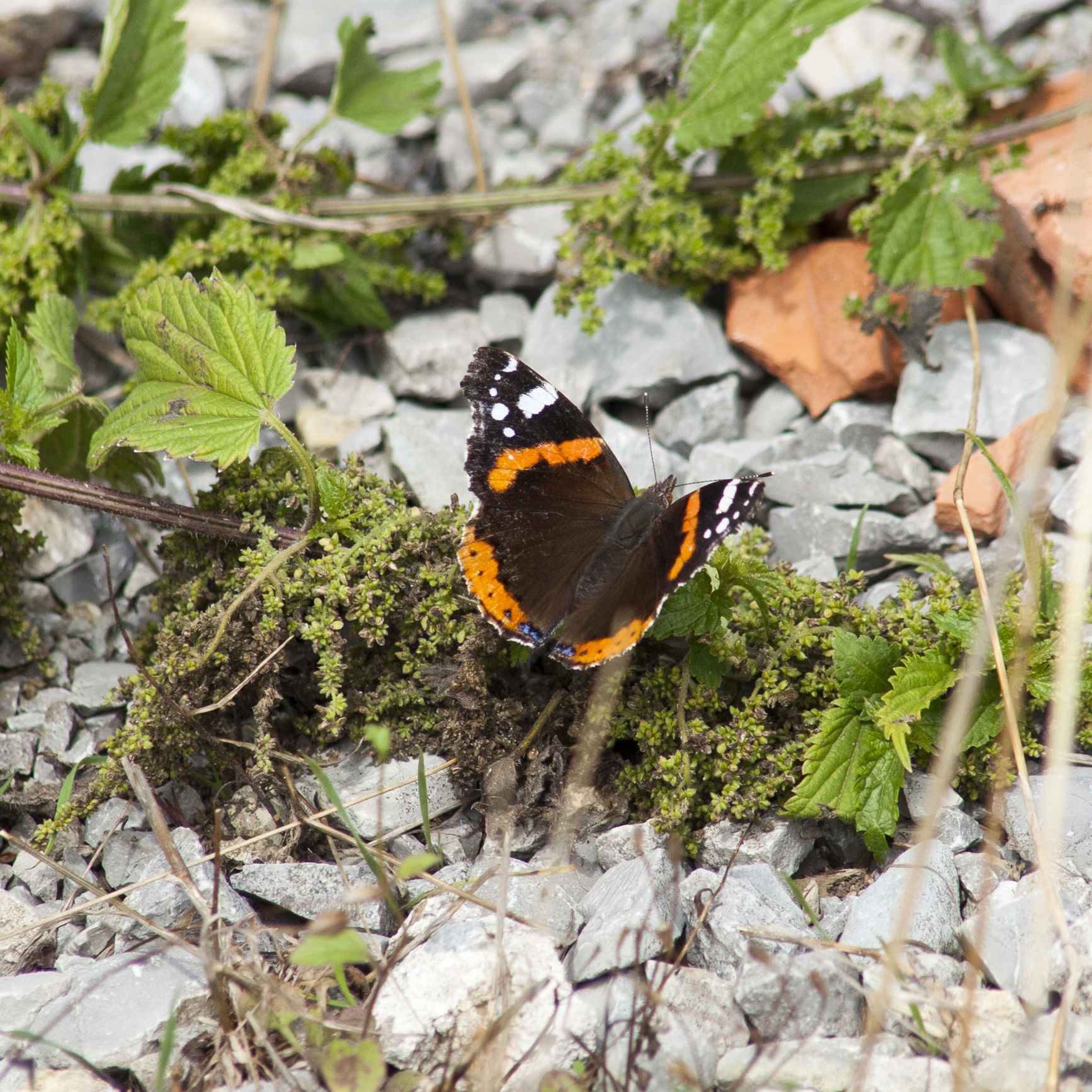 Mange dyr skal bruge solen til at blive varmet nok op for at kunne fungere - her kan sten og sand solrige steder hjælpe til.