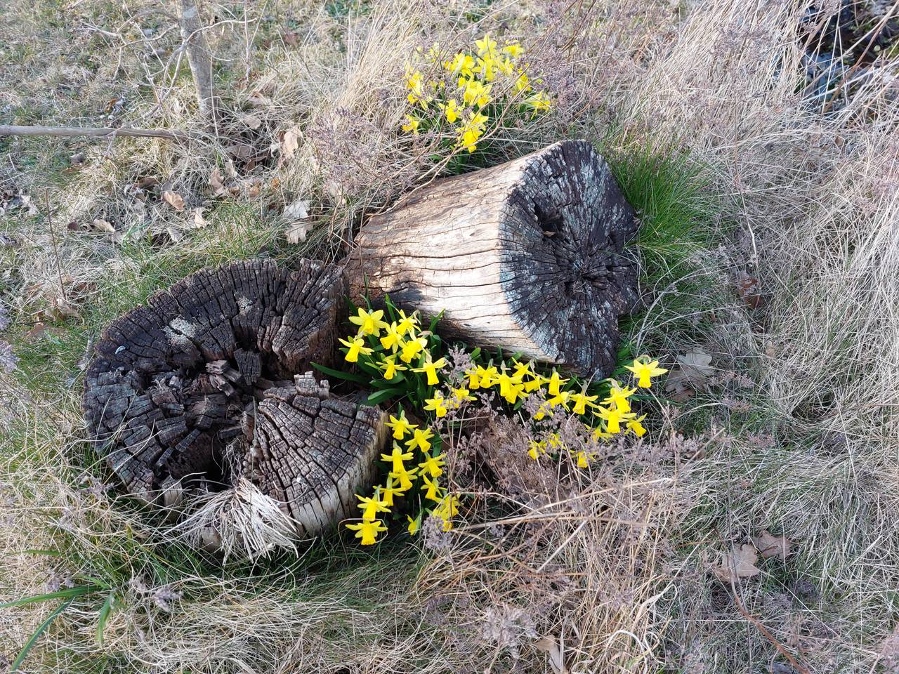 Træstubbe og blomstrende påskeliljer