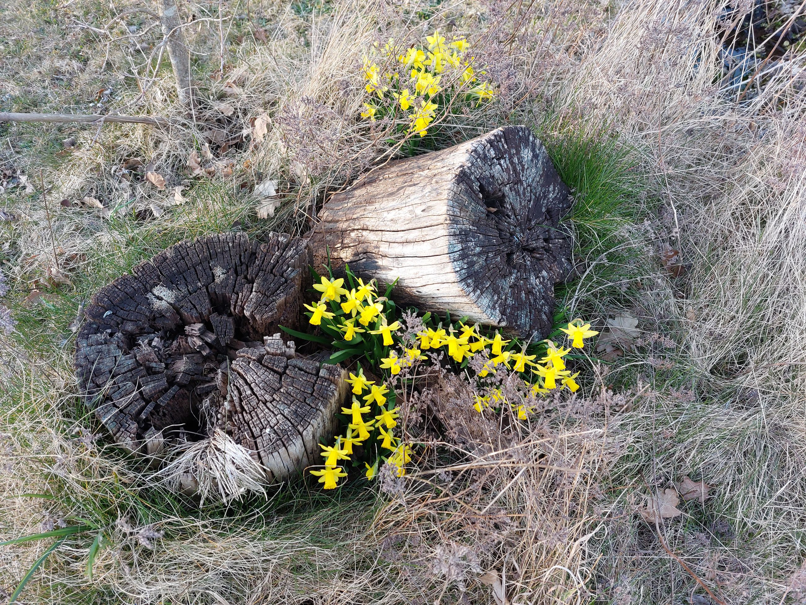Træstubbe og blomstrende påskeliljer