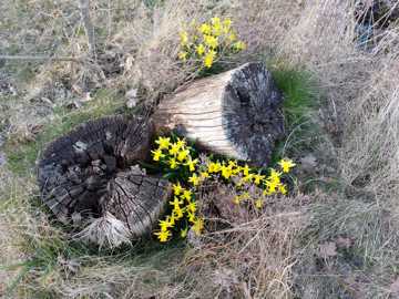 Træstubbe og blomstrende påskeliljer