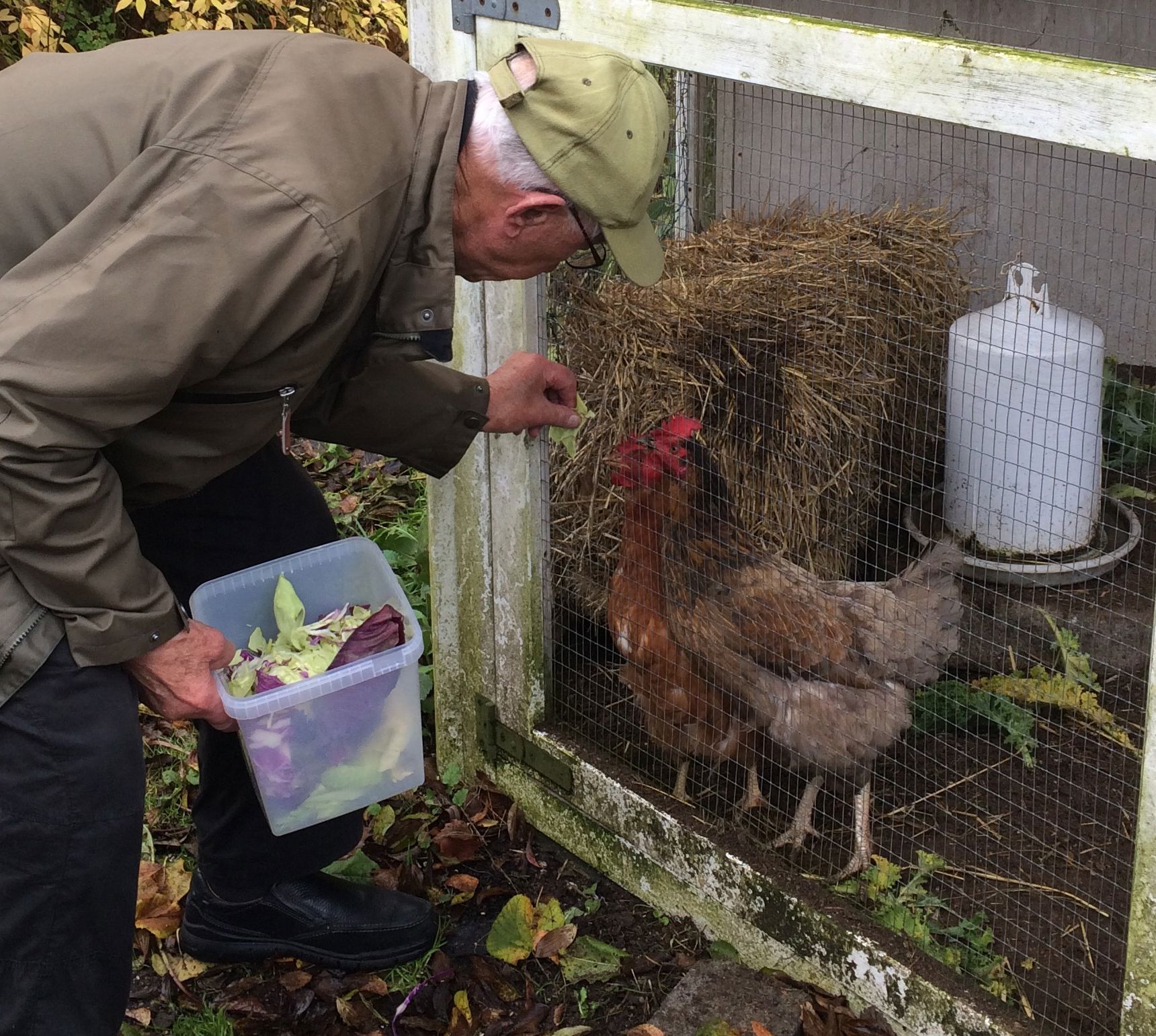 Ældre mand fodre hønsene i Sankt Hans Have
