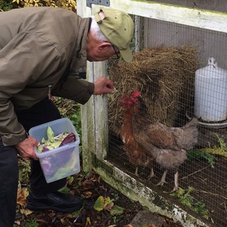 Ældre mand fodre hønsene i Sankt Hans Have