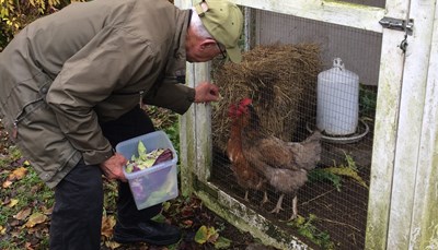 Ældre mand fodre hønsene i Sankt Hans Have