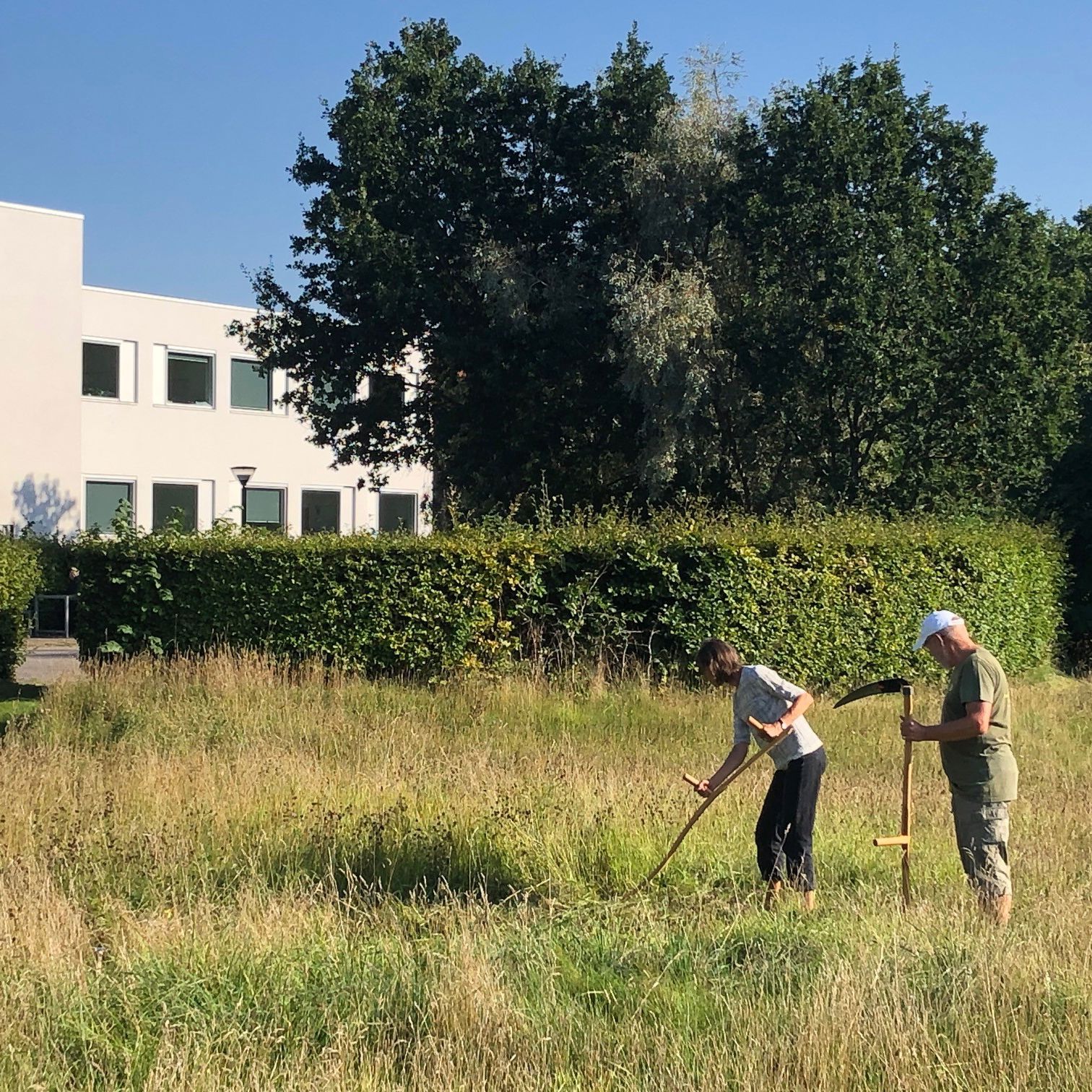 Det er en god ide at slå græsset med le, da det er meget skånsomt for livet i græsset.