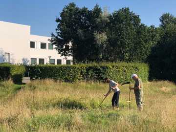Det er en god ide at slå græsset med le, da det er meget skånsomt for livet i græsset.