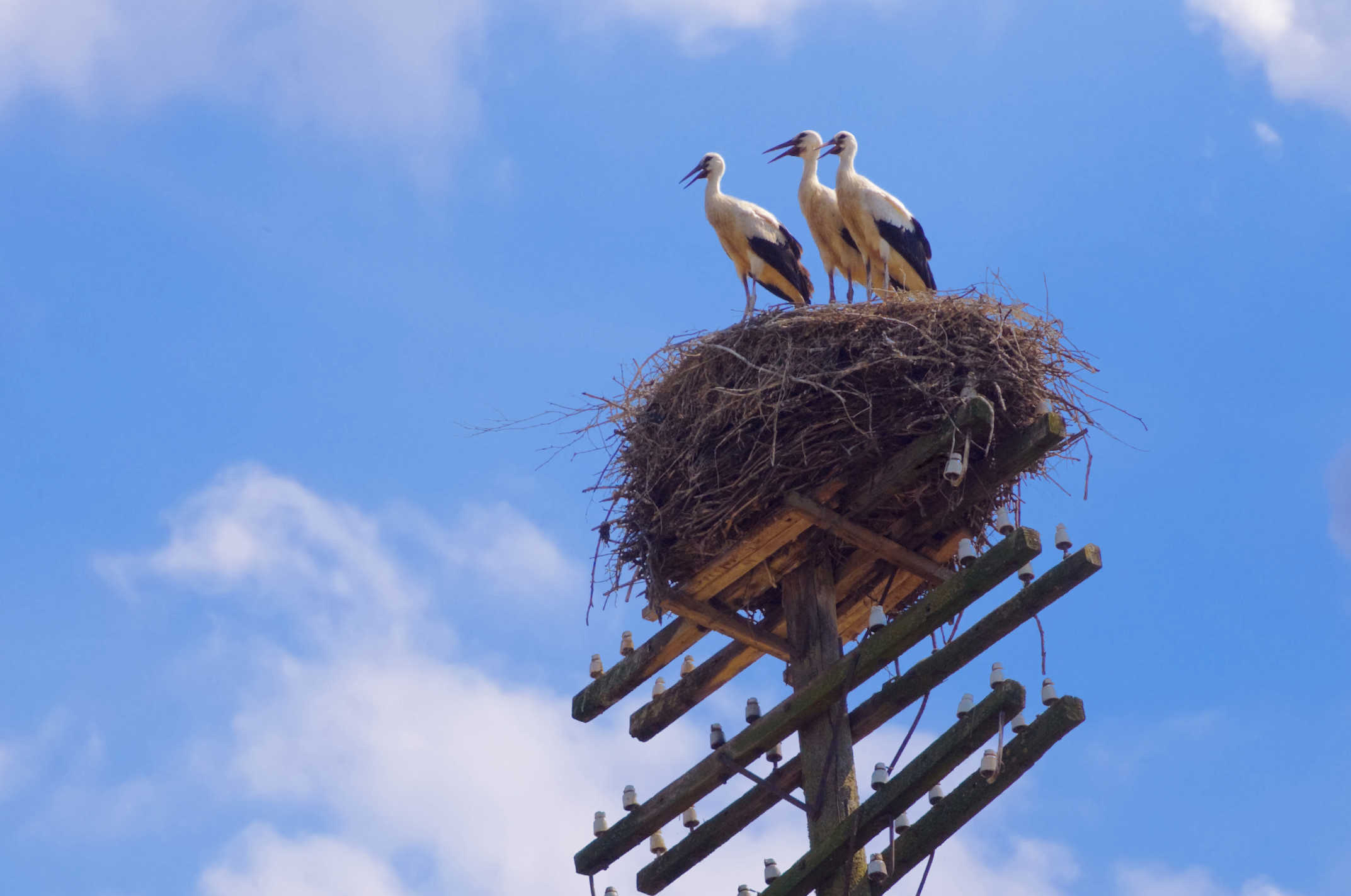 Tre storke på reden