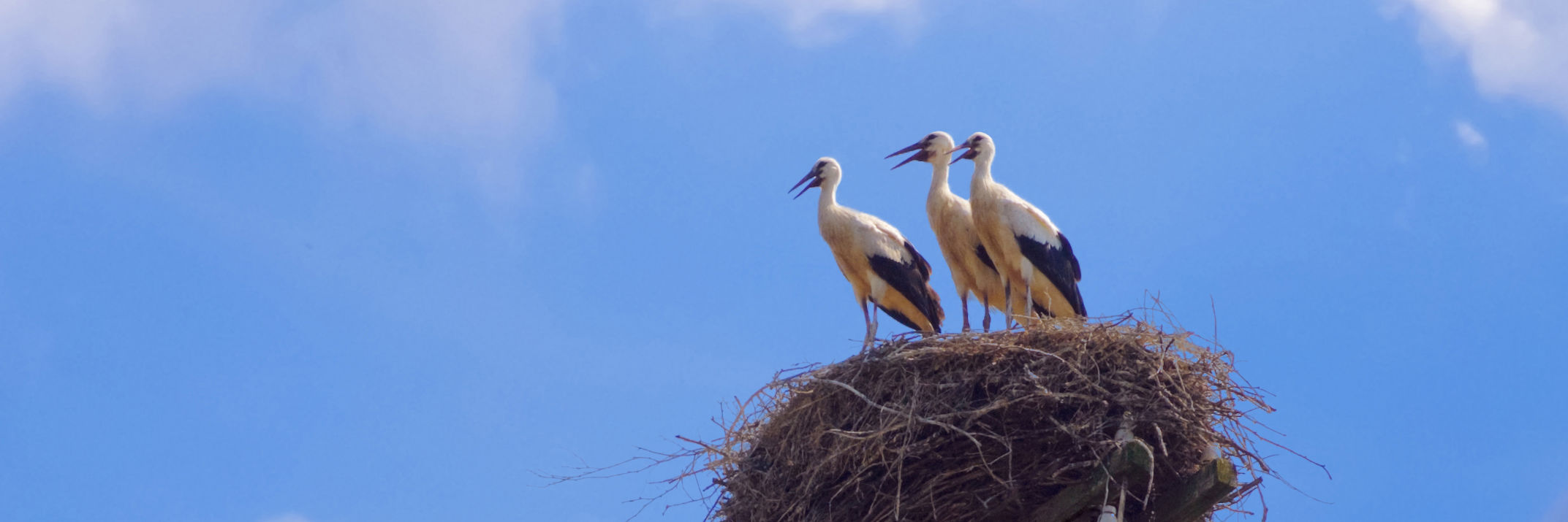 Tre storke på reden