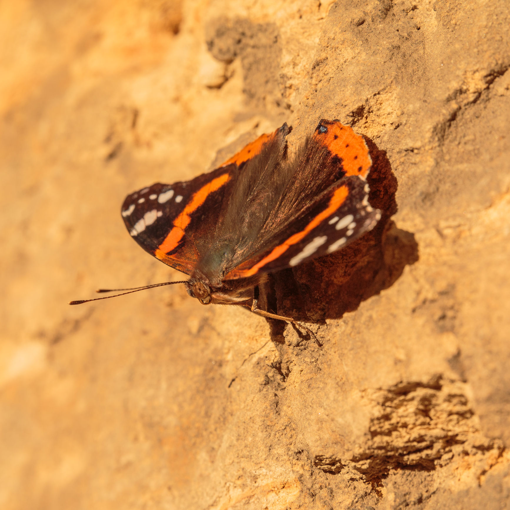 Udover sten kan insekterne godt lide sydvendt tør jord eller sand, hvor de kan varme sig og få ny energi til dagens gøremål..