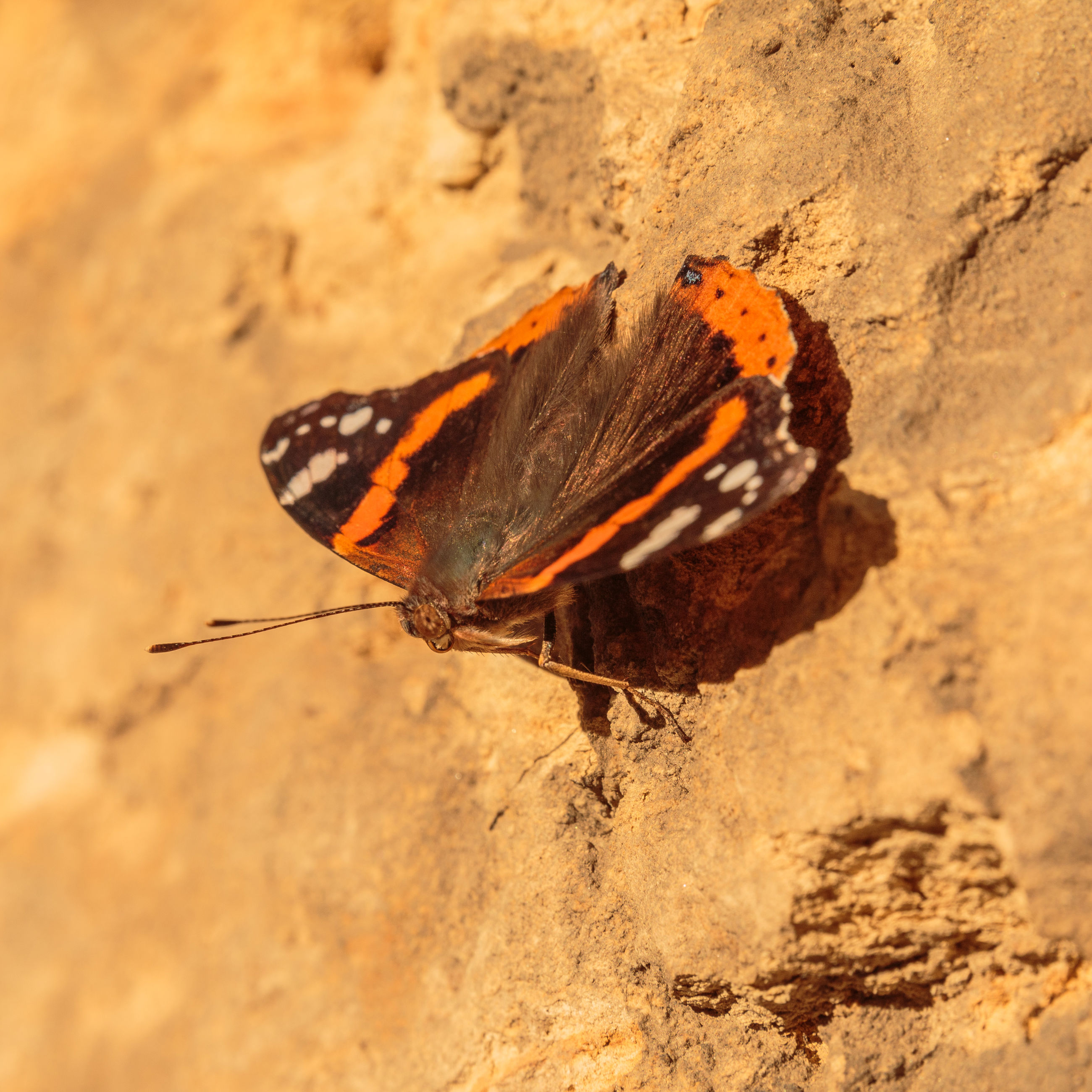 Udover sten kan insekterne godt lide sydvendt tør jord eller sand, hvor de kan varme sig og få ny energi til dagens gøremål..