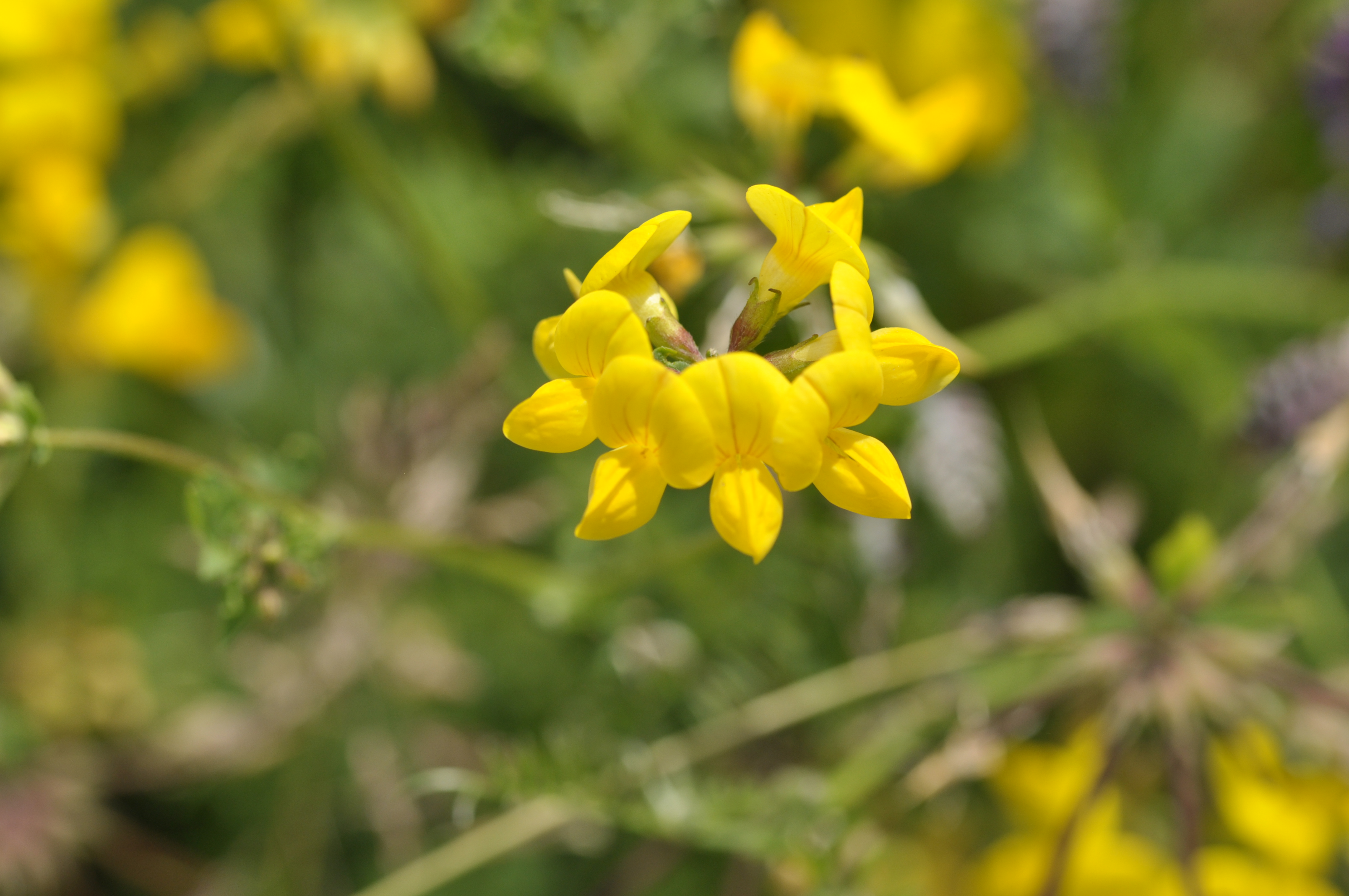 Almindelig Kællingetand. Foto: Rikke Milbak