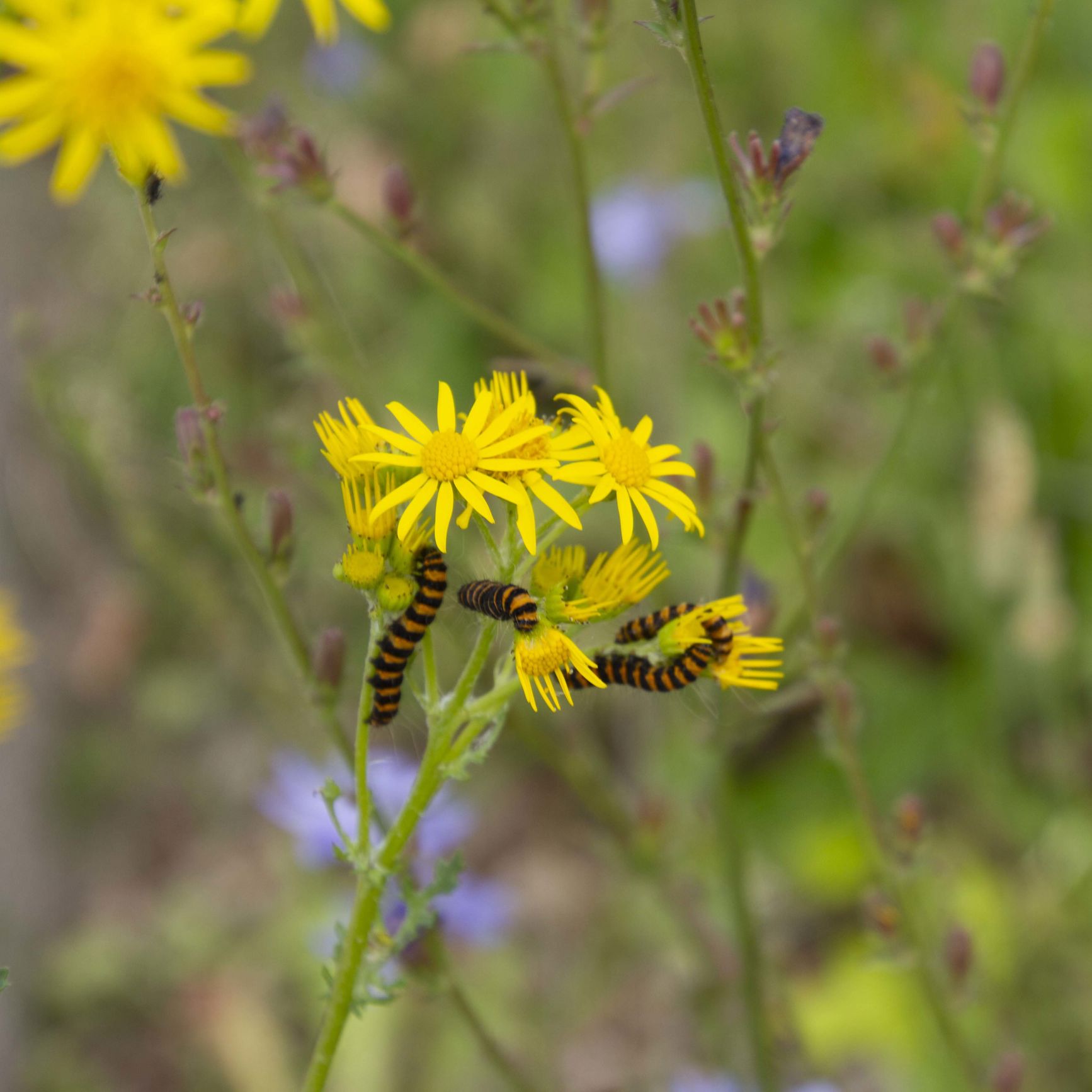 Eng-brandbæger fyldt med Blodpletlarver på Trekroner Parkvej.