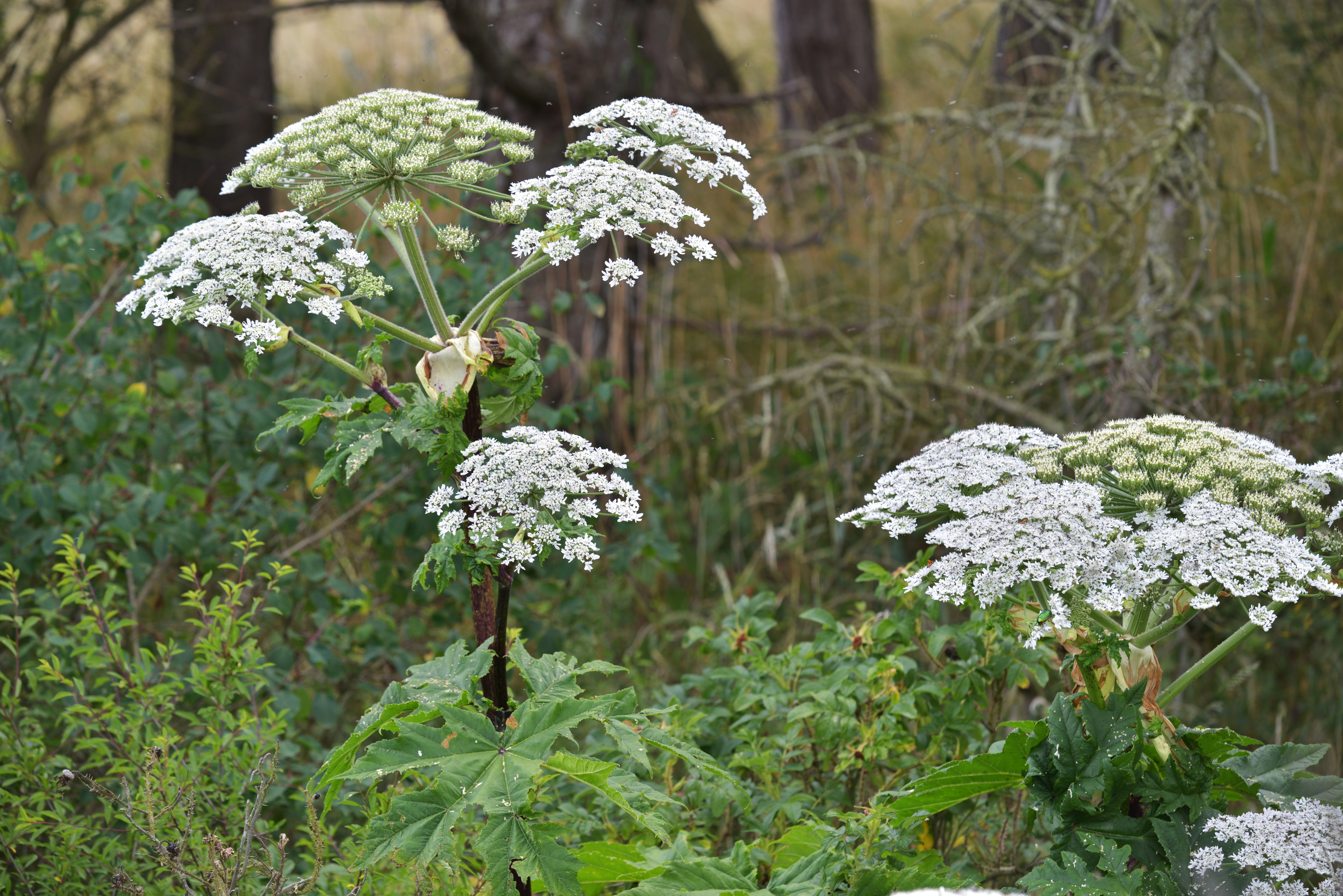Kæmpebjørneklø med blomstrende skærm. 