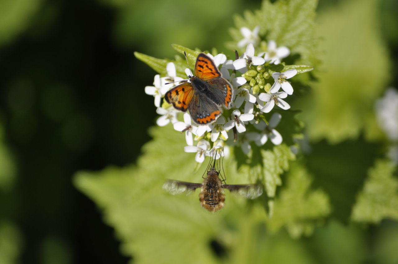 Sommerfuglen lille ildfugl på løgkarse.