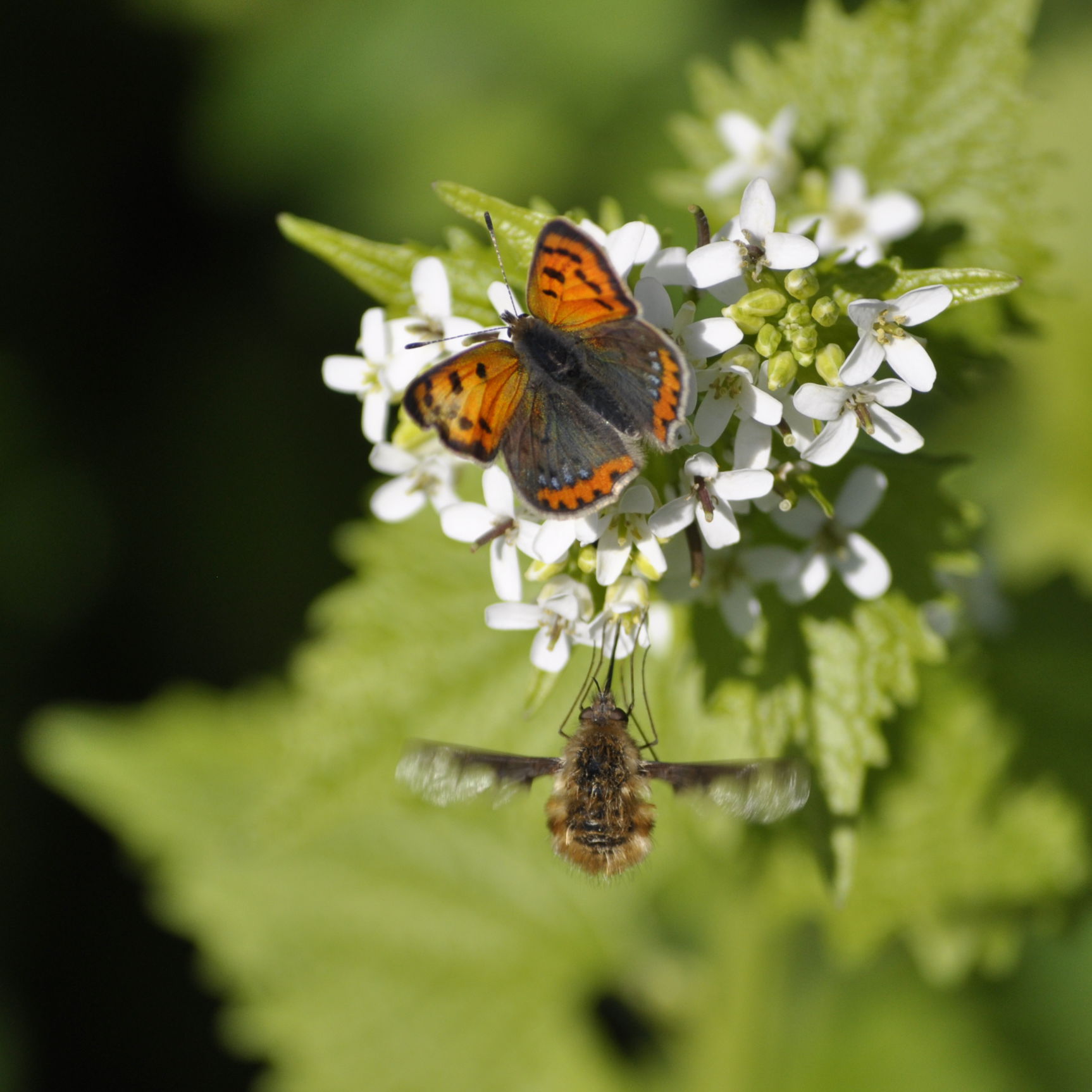 Sommerfuglen lille ildfugl på løgkarse.