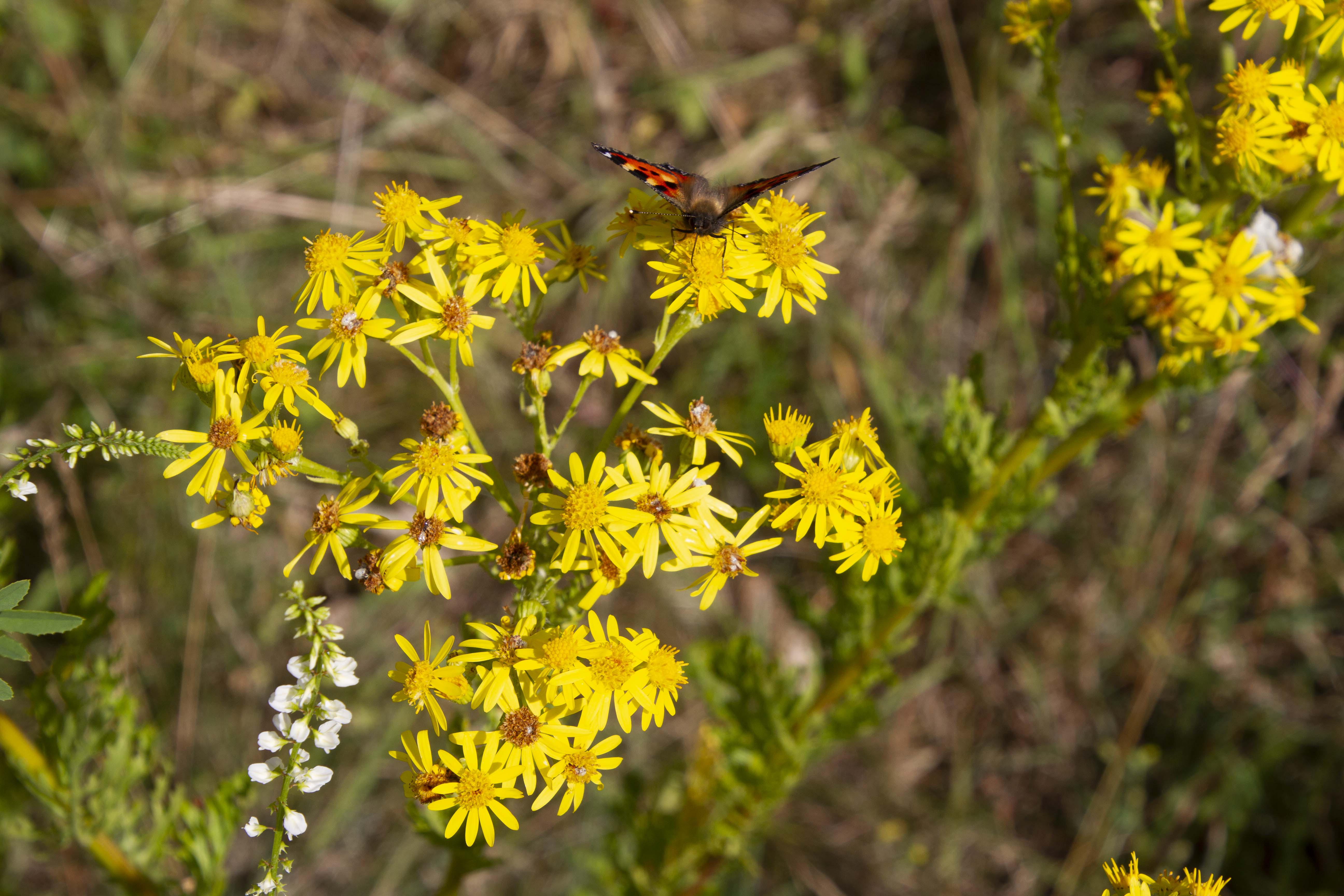 Sommerfugl på Eng-brandbæger i Trekroner Øst. 
