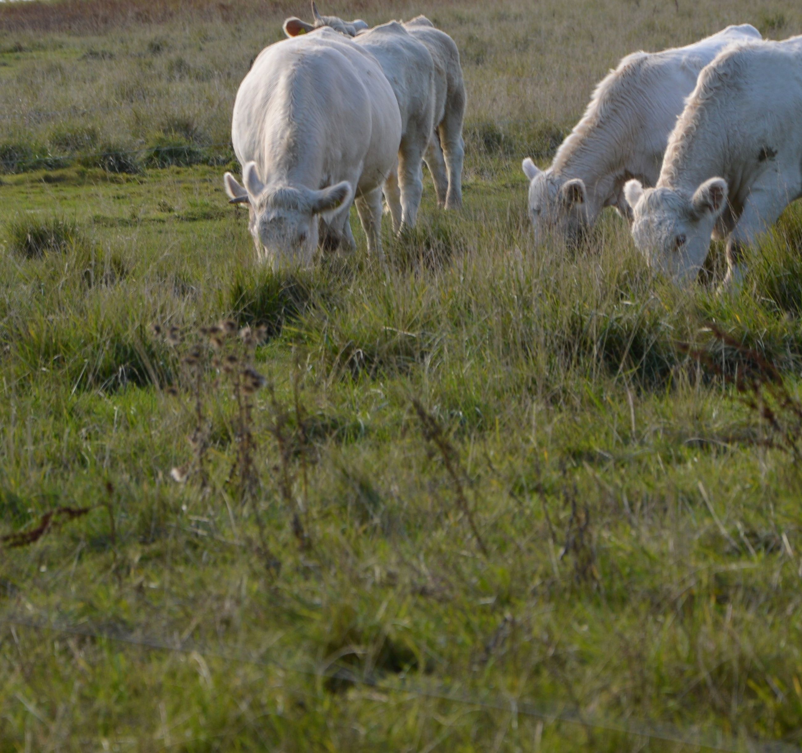 Vindinge græsningsforening.