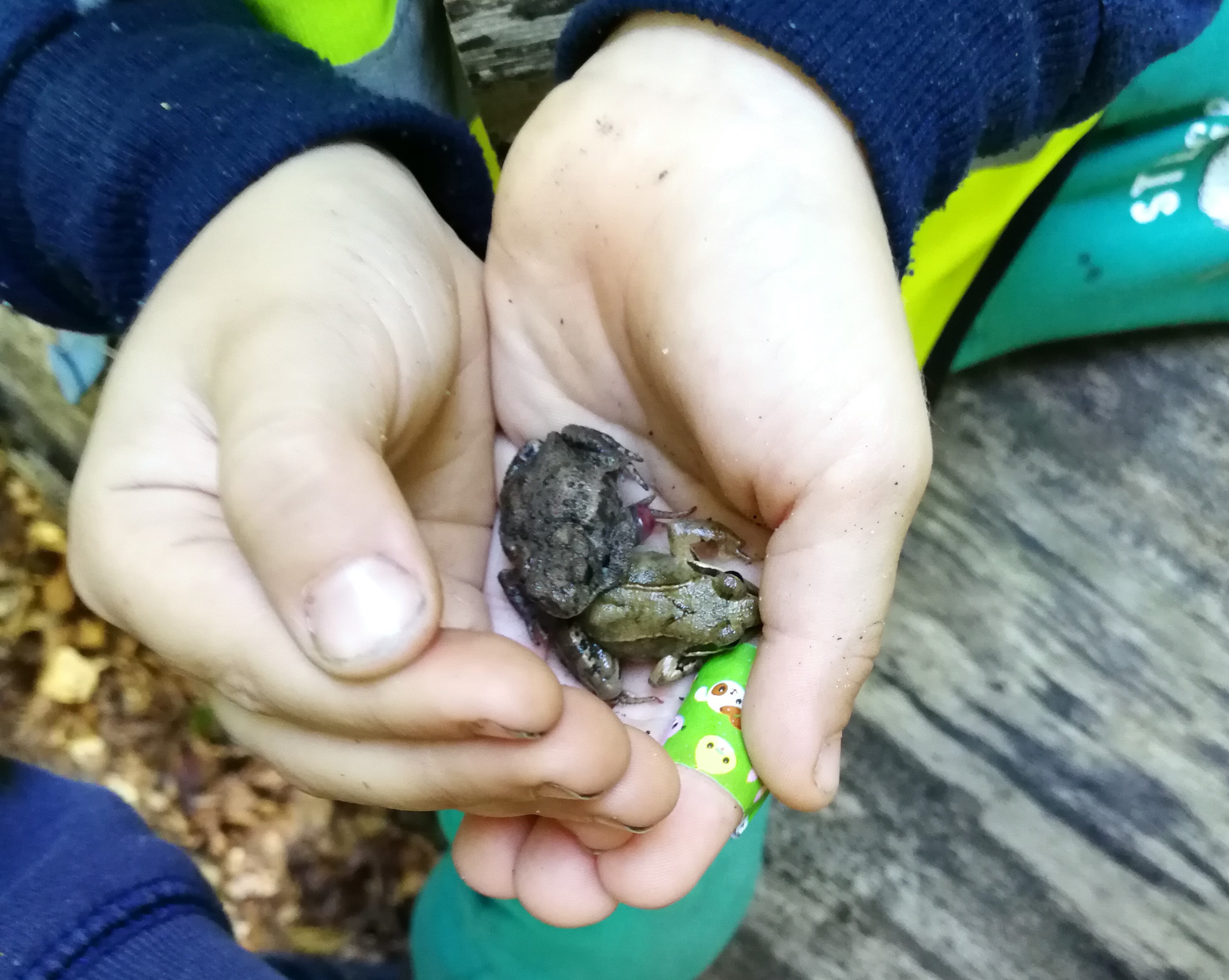 Dreng holder frøer i sin hånd