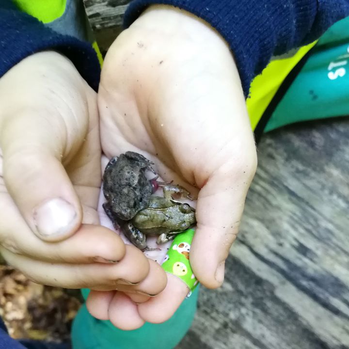 Dreng holder frøer i sin hånd