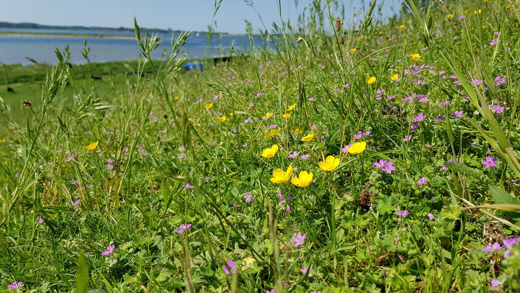 Lavt blomstrende urter på skråningen ned mod Roskilde Fjord i Helligkorsparken.