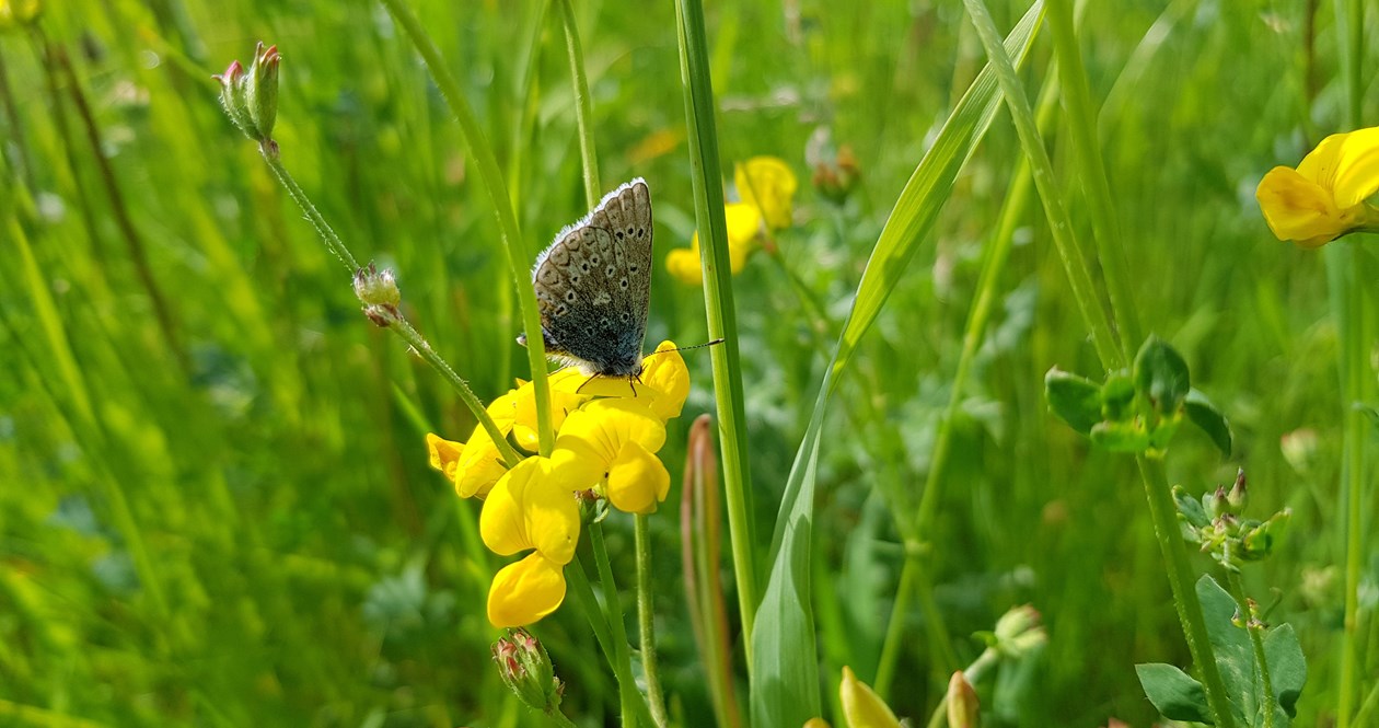 Almindelig kællingetand er en af de planter i blandingen, der besøges af flest forskellige bier, foruden adskillige sommerfugle.