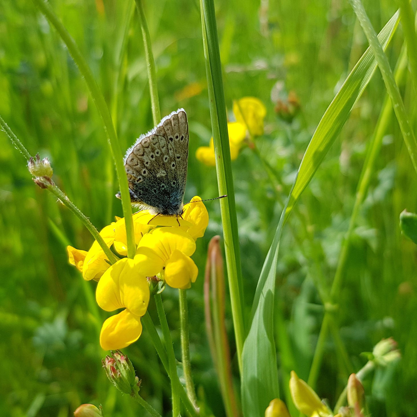 Almindelig kællingetand er en af de planter i blandingen, der besøges af flest forskellige bier, foruden adskillige sommerfugle.