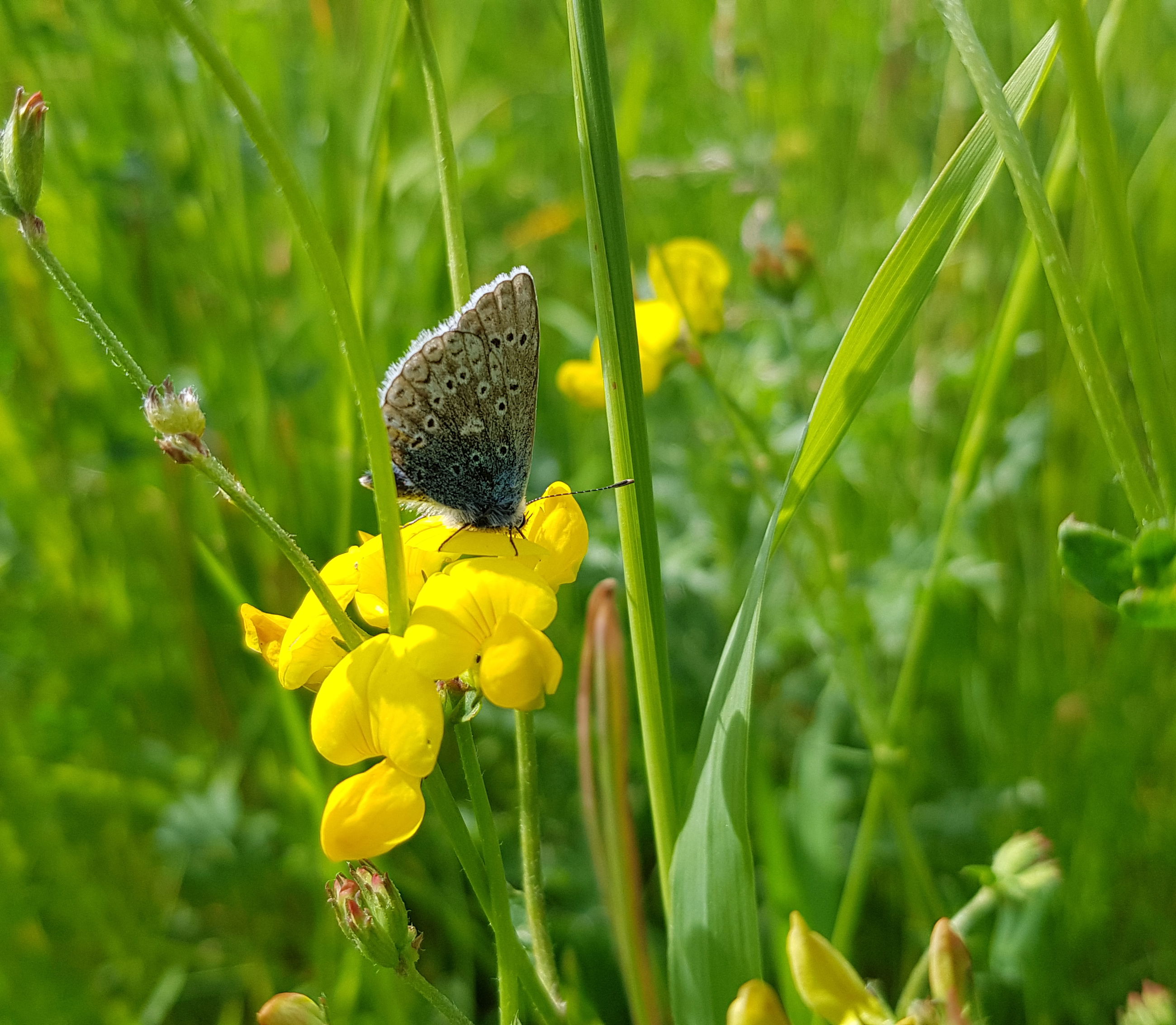 Almindelig kællingetand er en af de planter i blandingen, der besøges af flest forskellige bier, foruden adskillige sommerfugle.