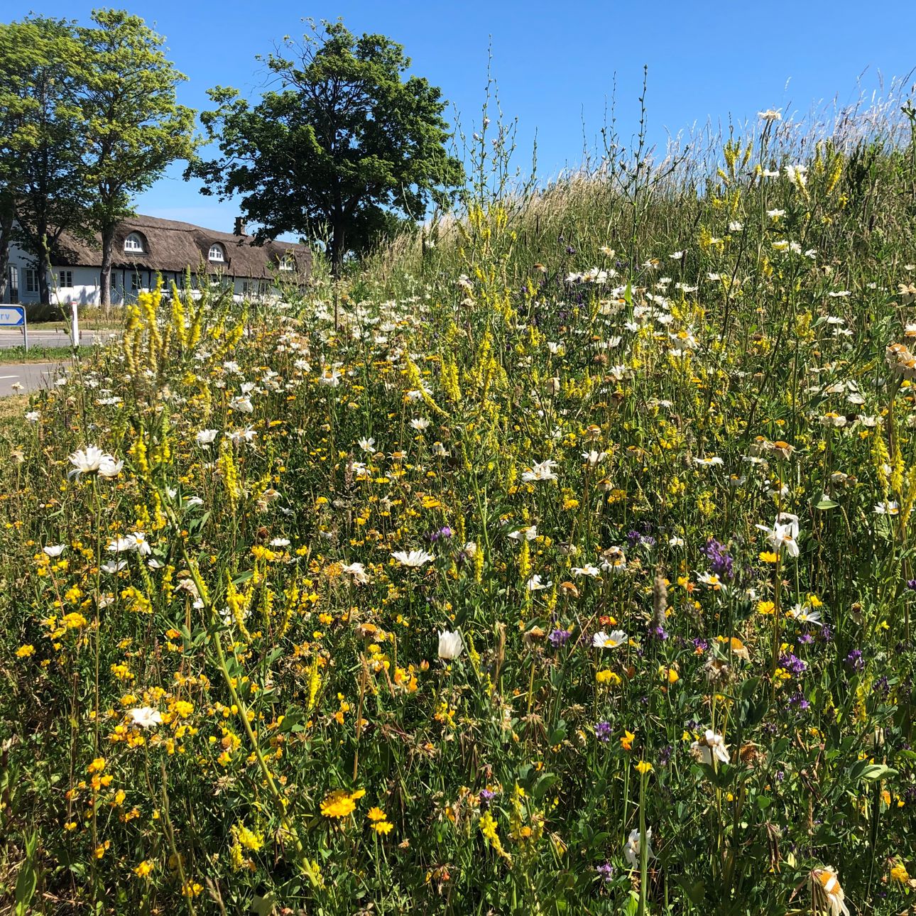 Vejkant med vilde blomster.