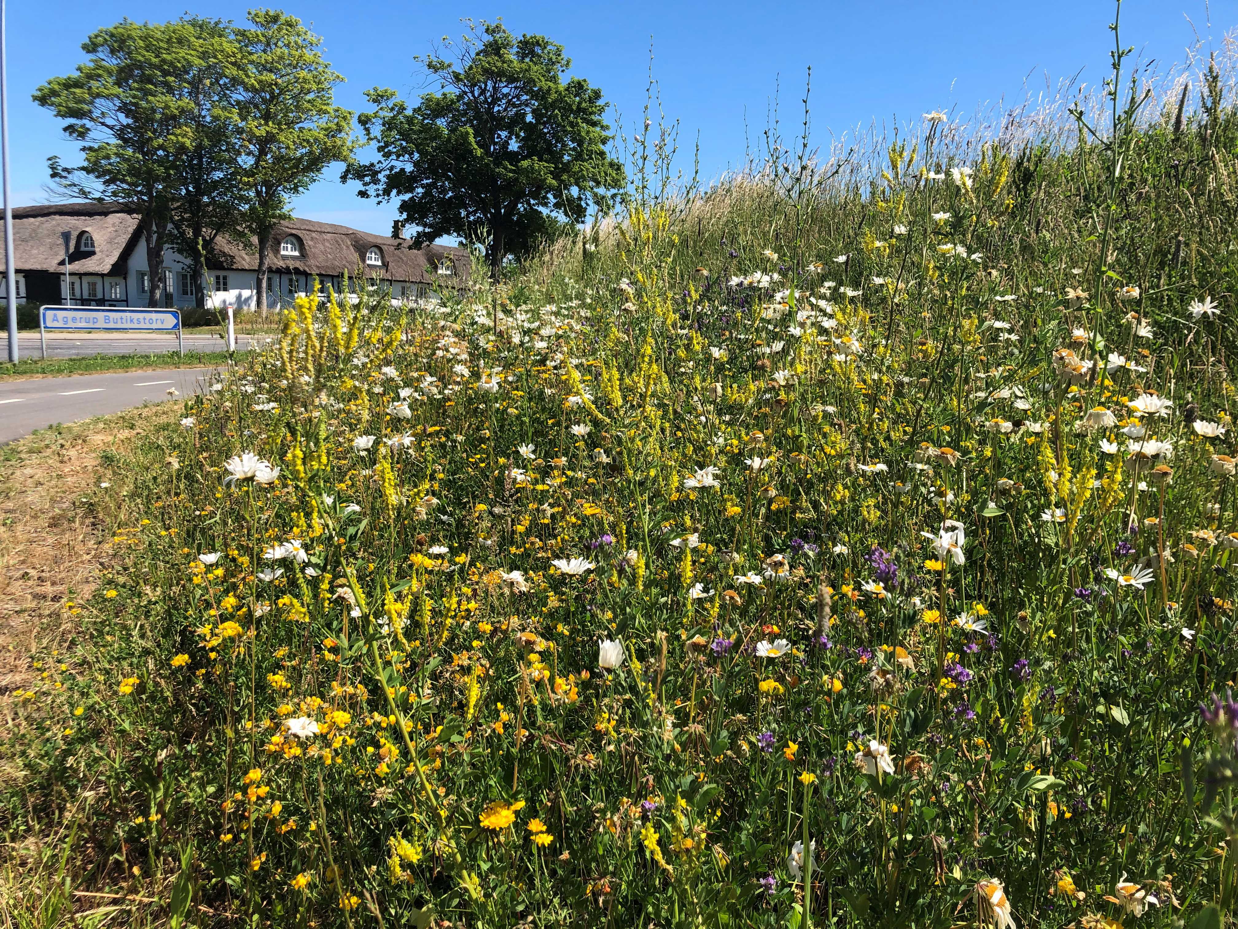 Vejkant med vilde blomster.