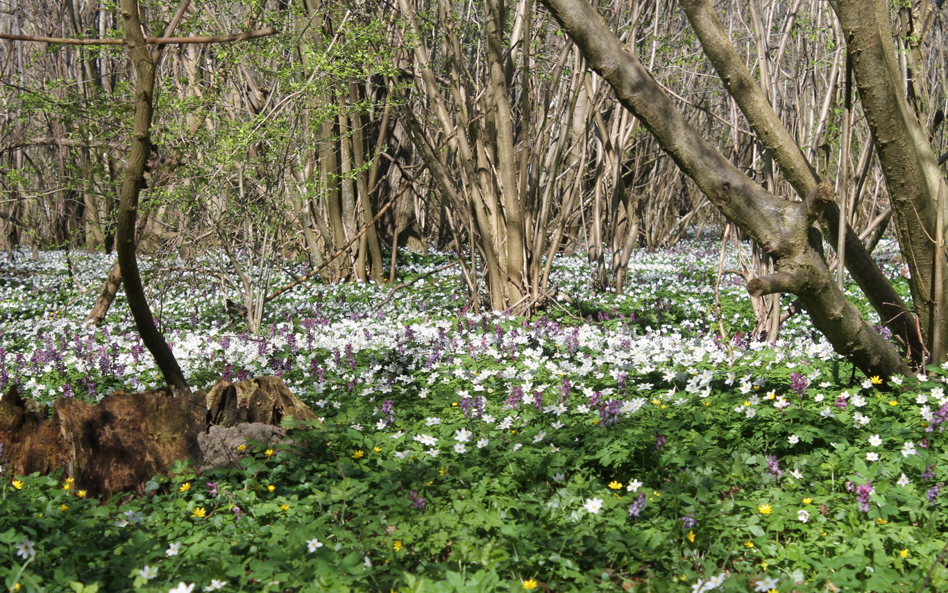 Boserup Skov en forårsdag med anemoner i skovbunden