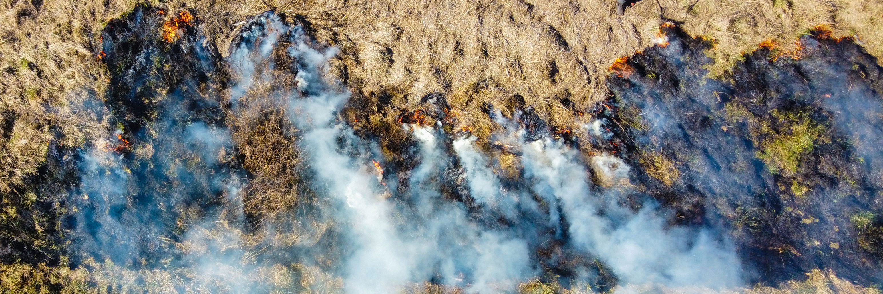 Kontrolleret afbrænding af førne ved Vigen Strandpark
