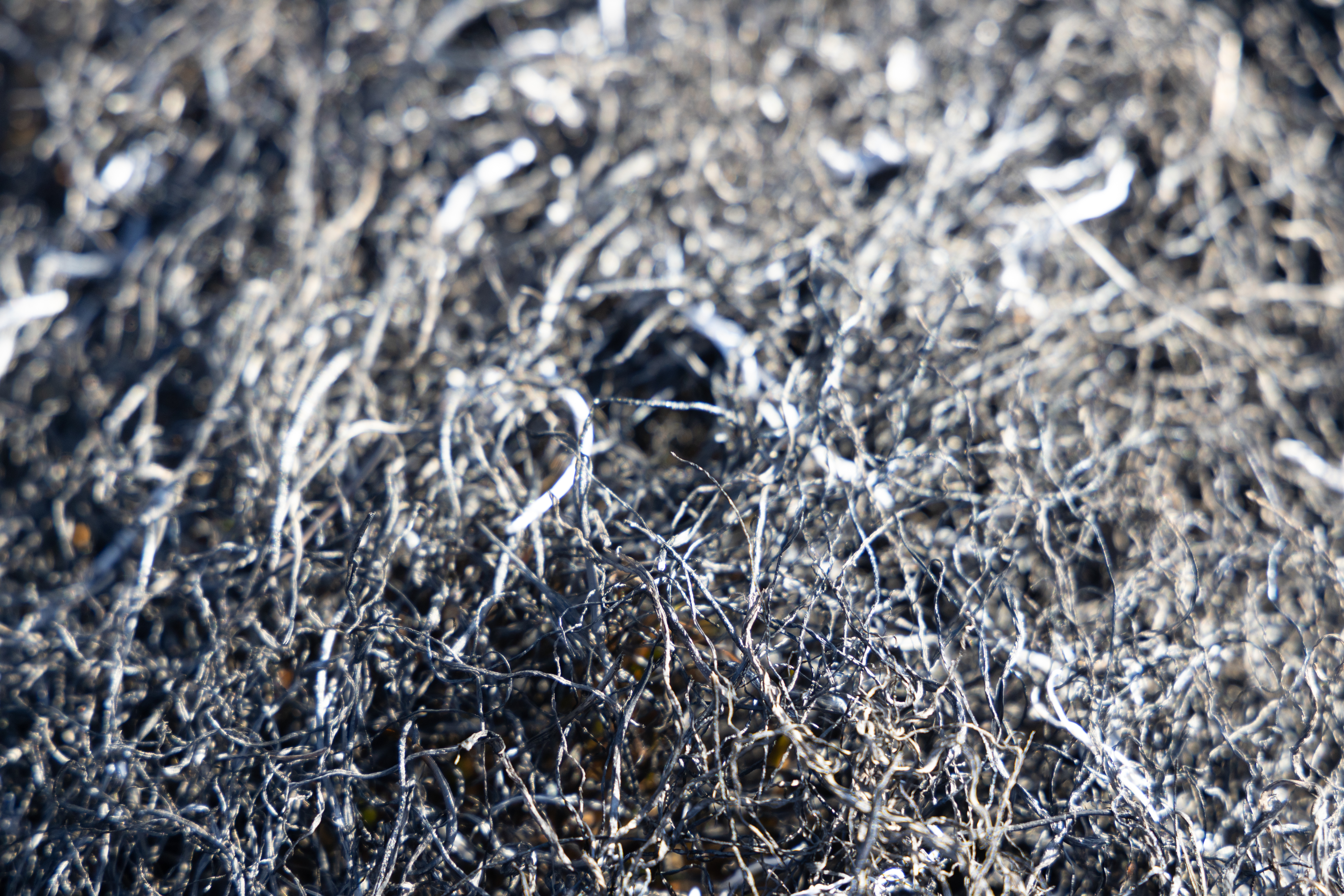 Forkullet græs efter afbrænding. 