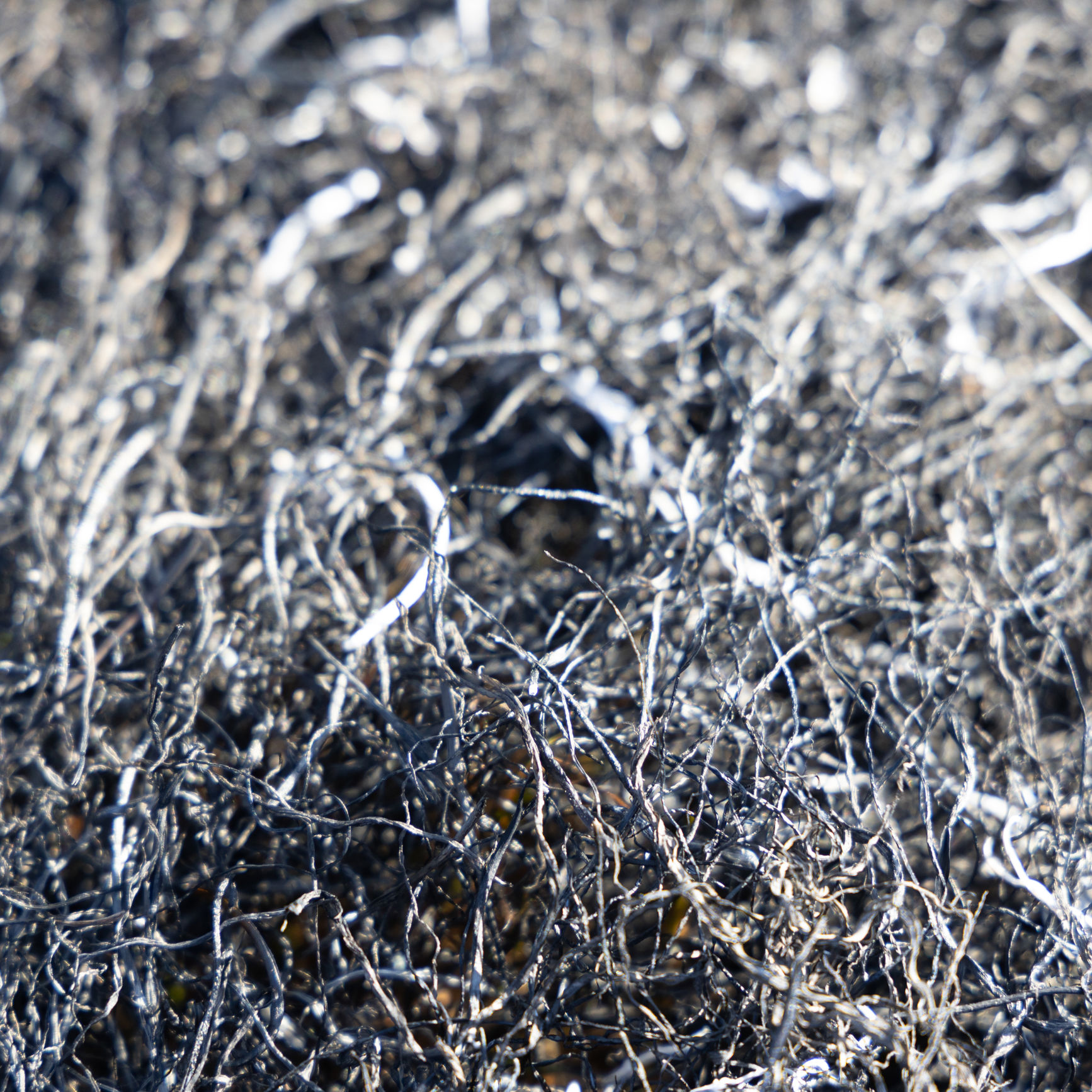 Forkullet græs efter afbrænding.