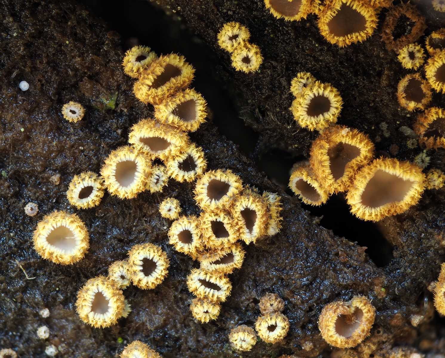 Den fine skivesvamp Trichopeziza subsulphurea vokser på en af de solbeskinnede døde stammer, der er udlagt i Folkeparken.