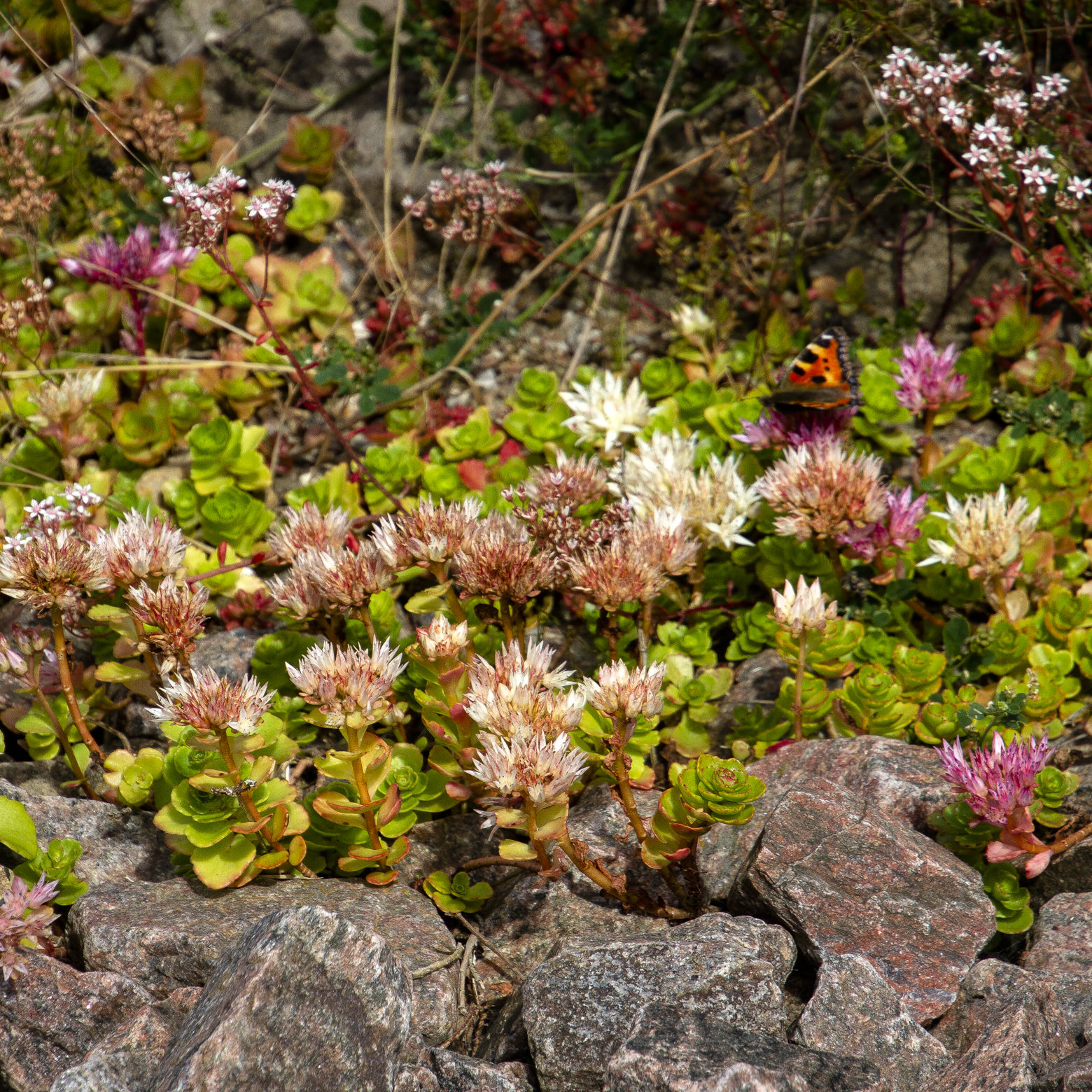 Sommerfugle spiser og får varmen på stenbedene i rundkørslen mellem Skrænten og Trekroner Parkvej.